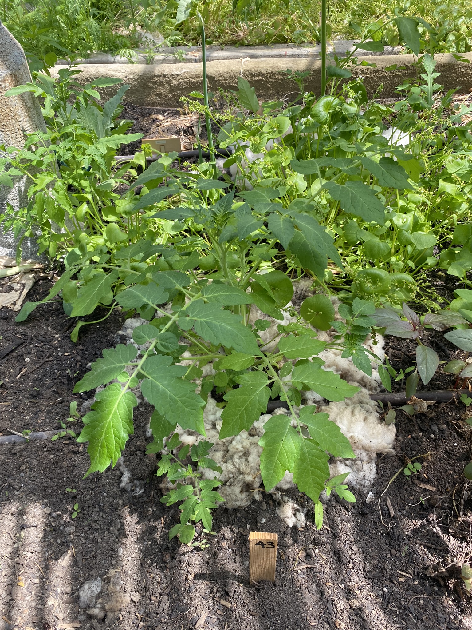 Aufnahme aus der Dokumentation «50-Sorten Tomatenhaus im Mai», Mai 2023, aufgenommen mit iPhone 11