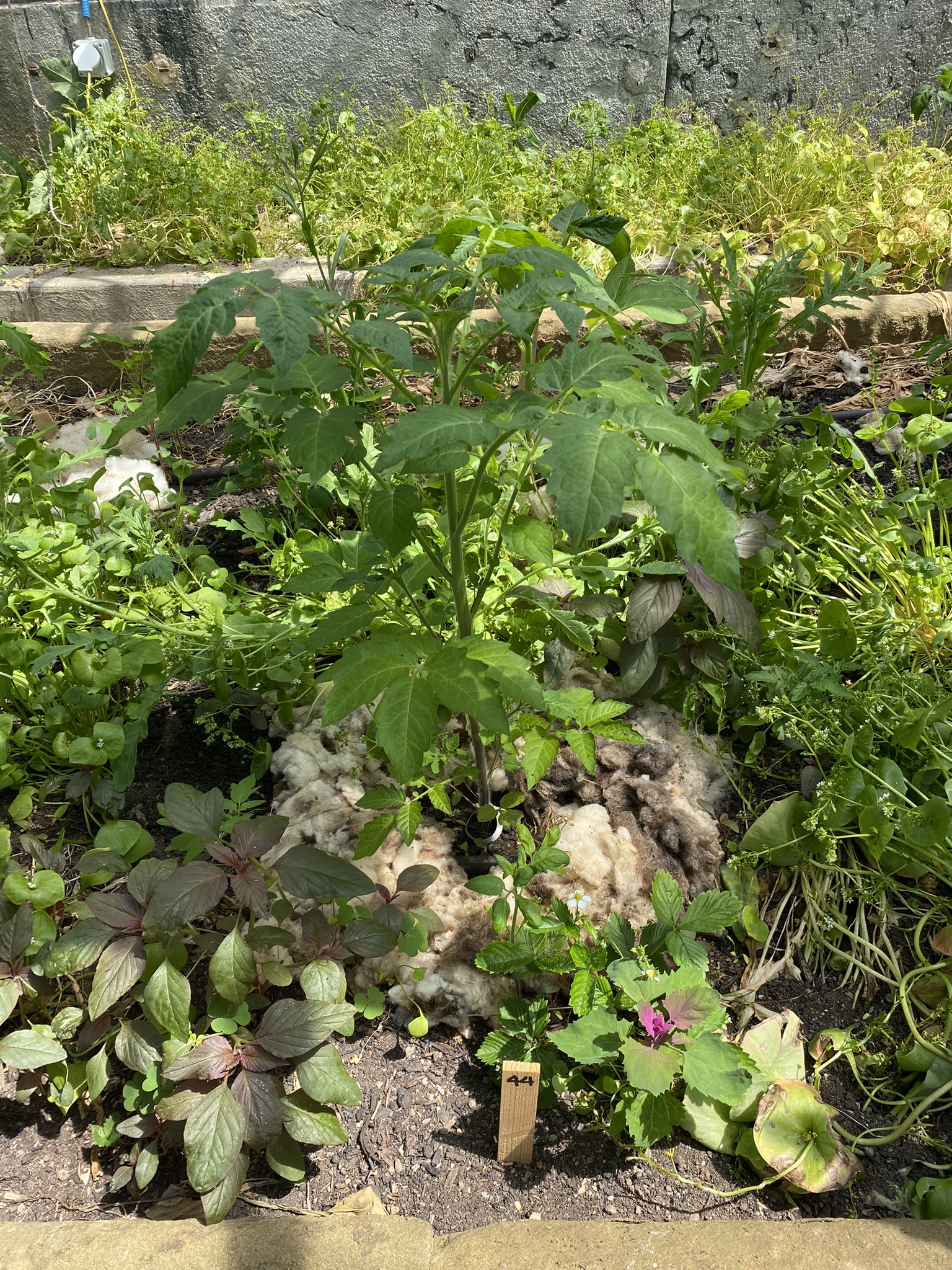 Aufnahme aus der Dokumentation «50-Sorten Tomatenhaus im Mai», Mai 2023, aufgenommen mit iPhone 11