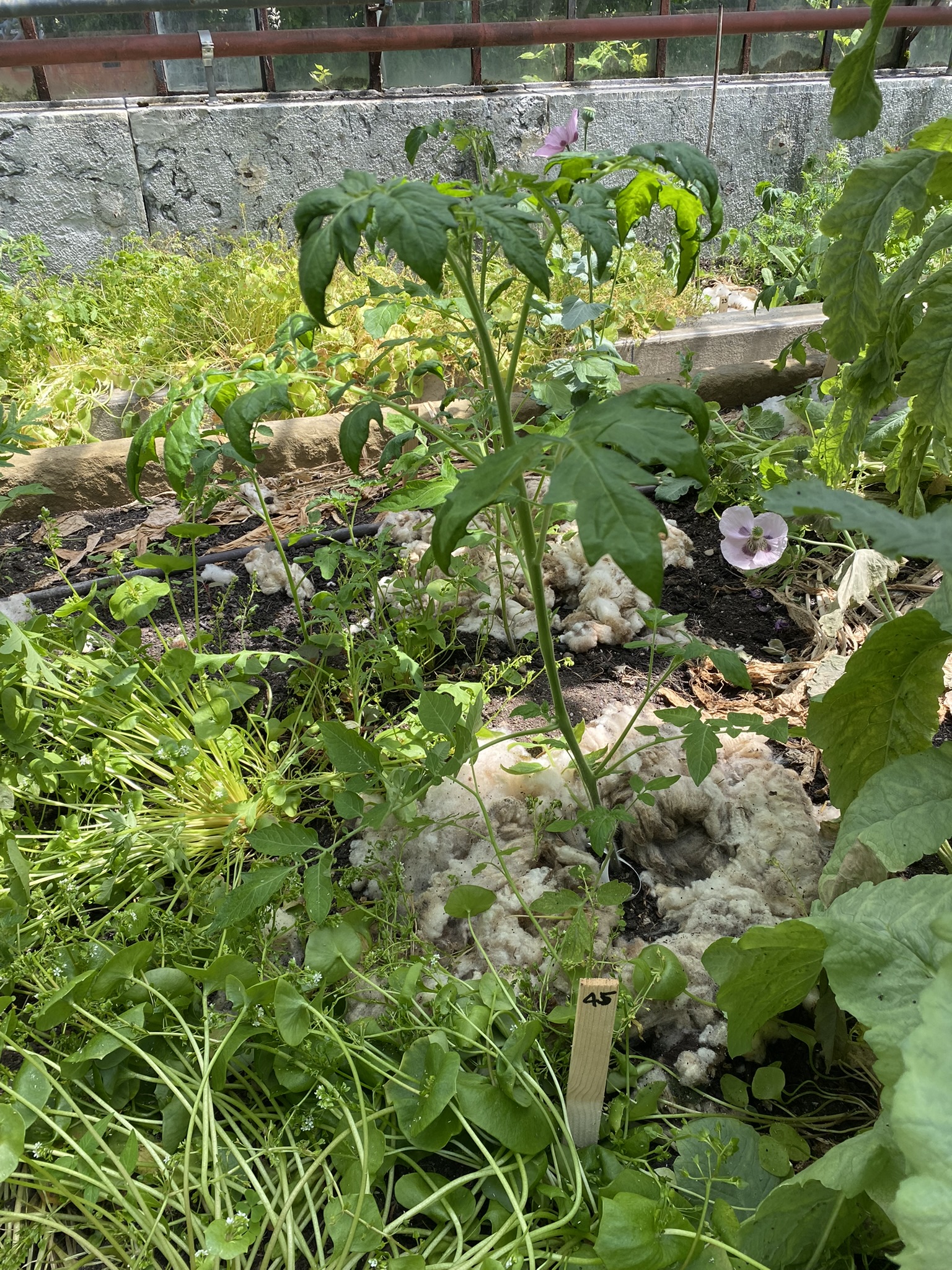 Aufnahme aus der Dokumentation «50-Sorten Tomatenhaus im Mai», Mai 2023, aufgenommen mit iPhone 11