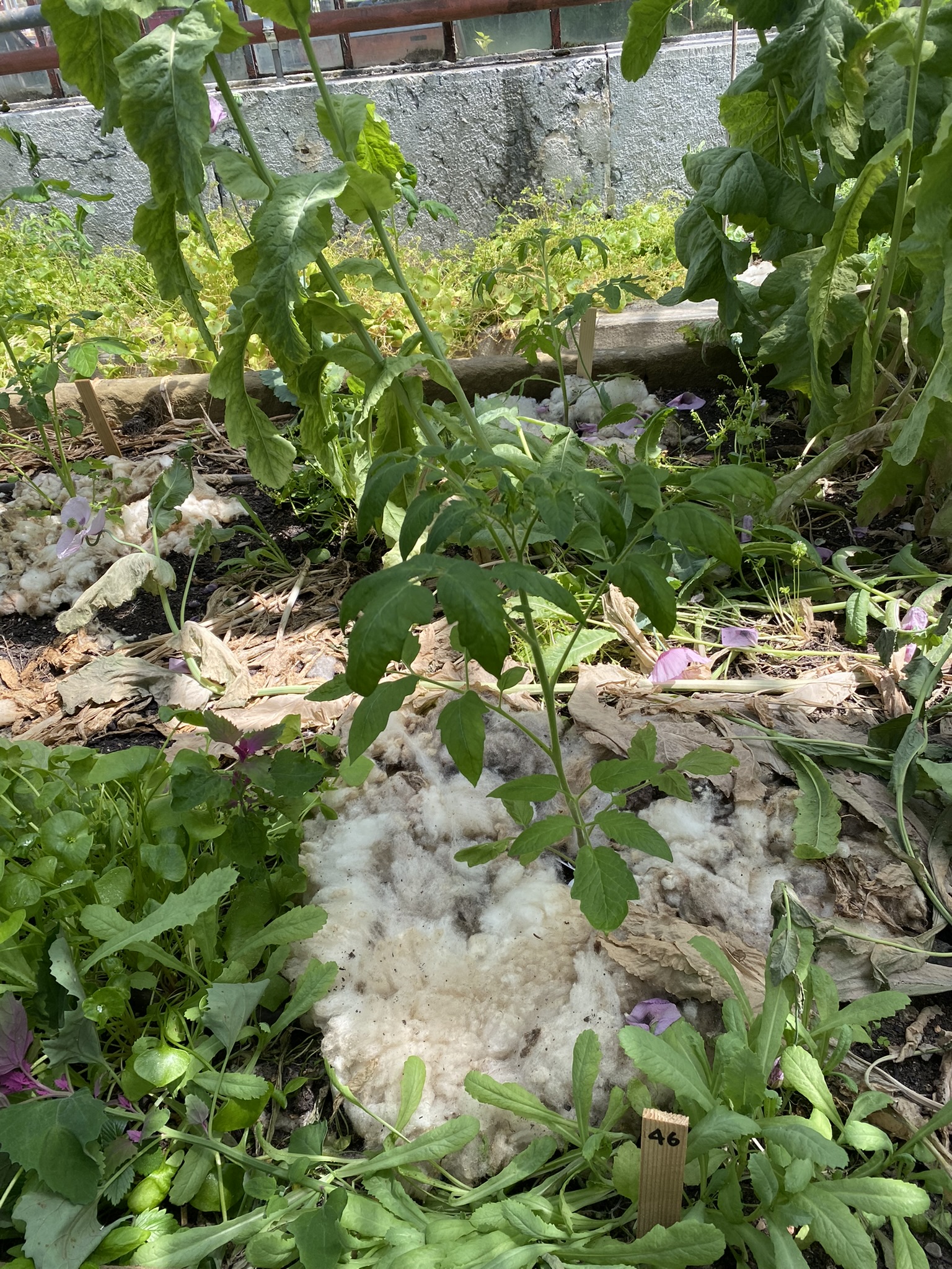 Aufnahme aus der Dokumentation «50-Sorten Tomatenhaus im Mai», Mai 2023, aufgenommen mit iPhone 11
