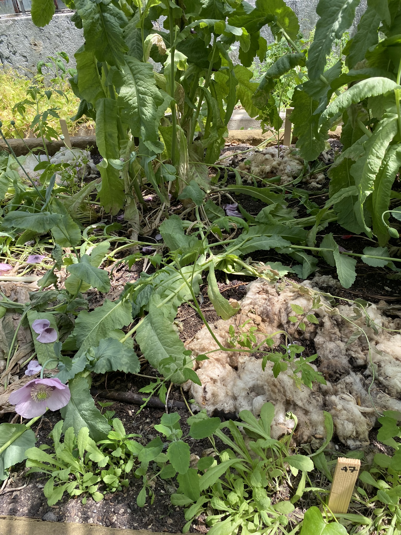 Aufnahme aus der Dokumentation «50-Sorten Tomatenhaus im Mai», Mai 2023, aufgenommen mit iPhone 11
