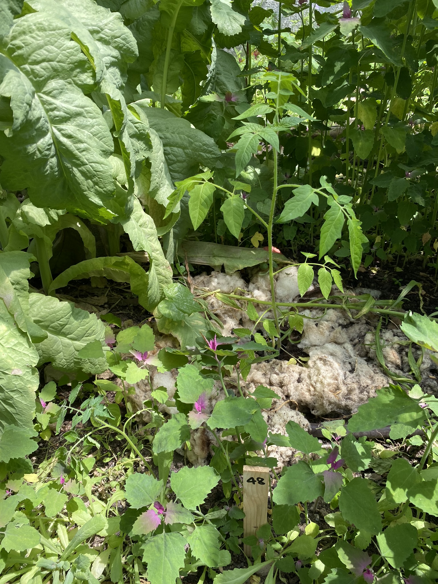 Aufnahme aus der Dokumentation «50-Sorten Tomatenhaus im Mai», Mai 2023, aufgenommen mit iPhone 11