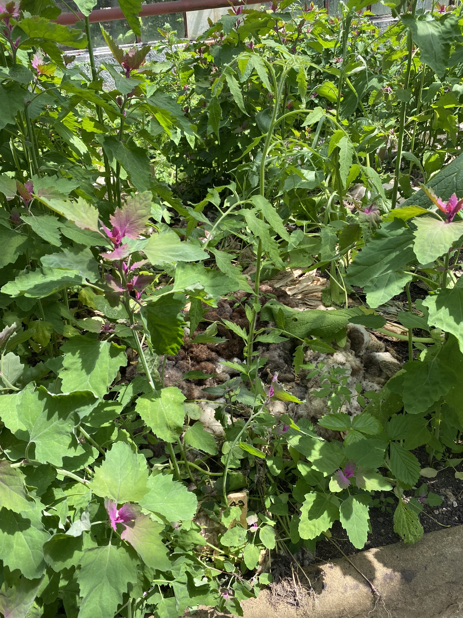 Aufnahme aus der Dokumentation «50-Sorten Tomatenhaus im Mai», Mai 2023, aufgenommen mit iPhone 11