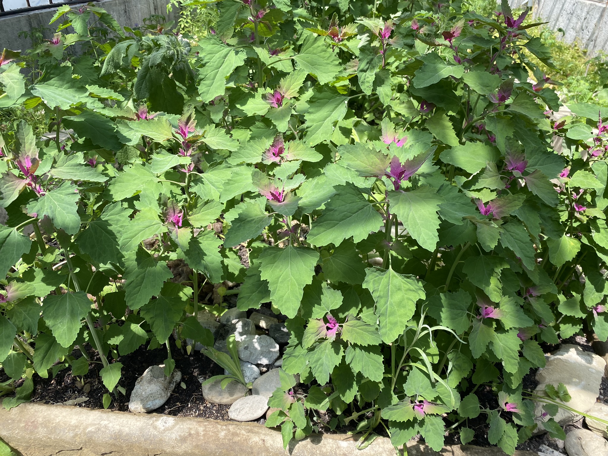 Aufnahme aus der Dokumentation «50-Sorten Tomatenhaus im Mai», Mai 2023, aufgenommen mit iPhone 11