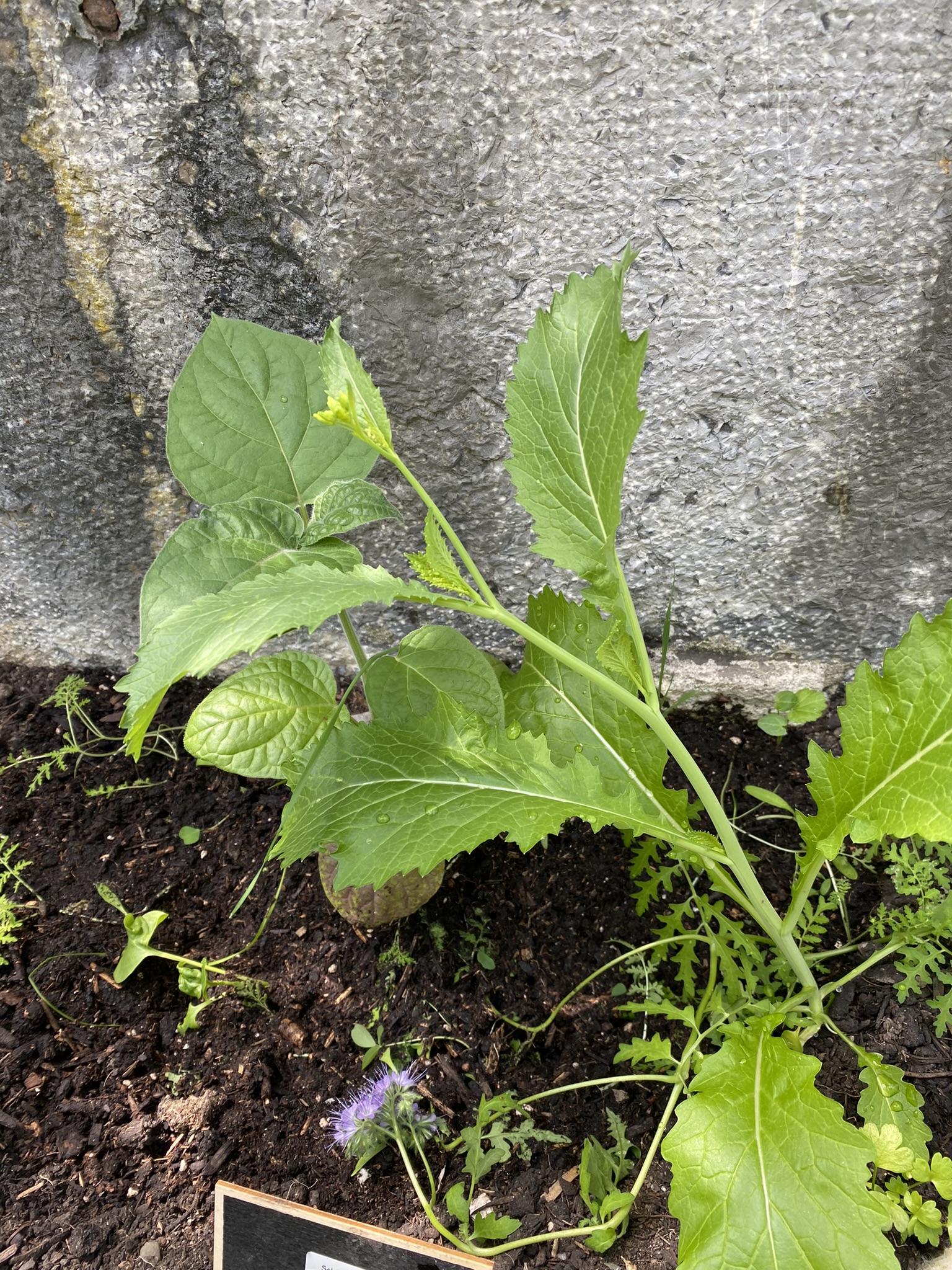 Aufnahme aus der Dokumentation «50-Sorten Tomatenhaus im Mai», Mai 2023, aufgenommen mit iPhone 11