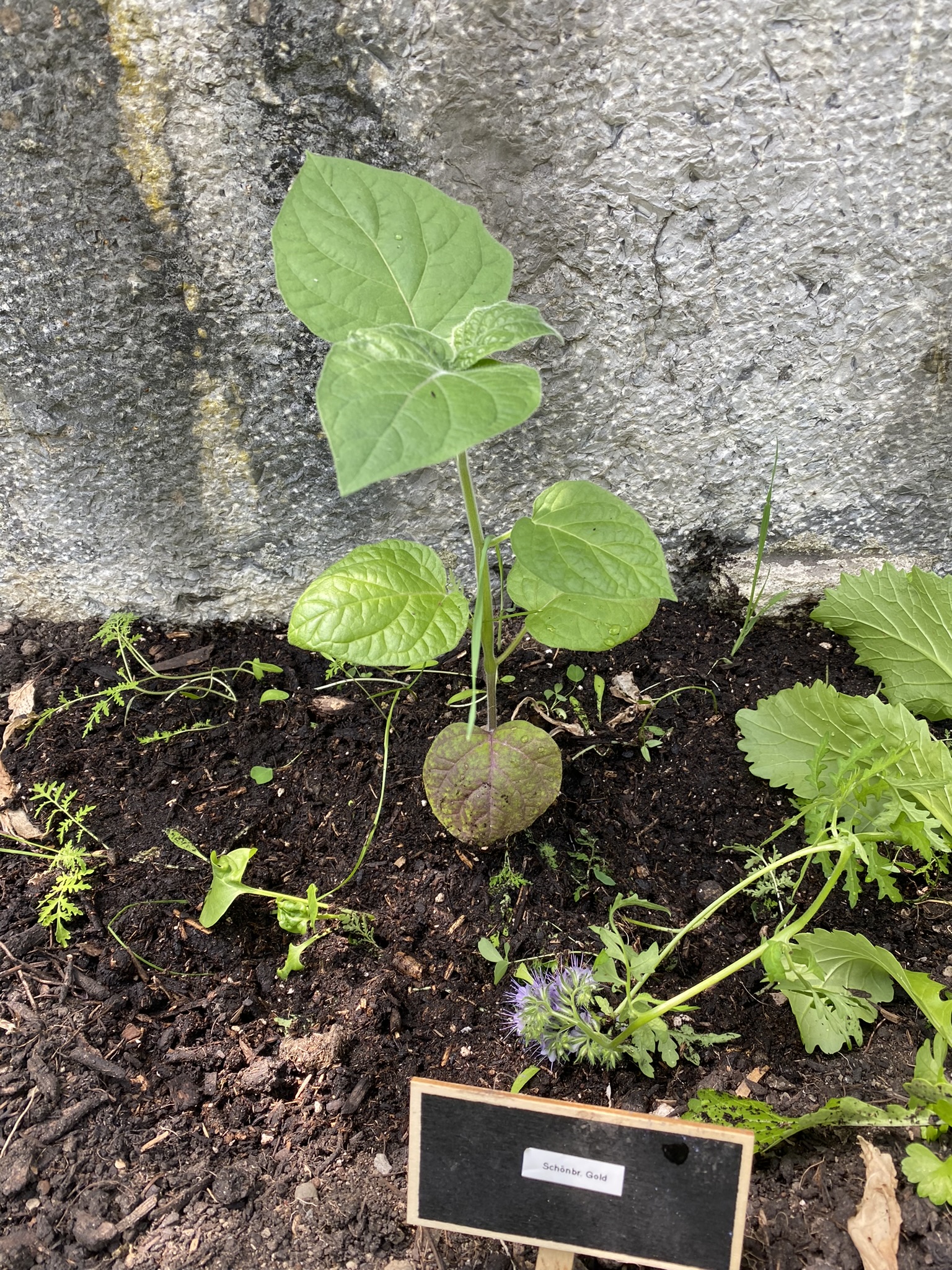 Aufnahme aus der Dokumentation «50-Sorten Tomatenhaus im Mai», Mai 2023, aufgenommen mit iPhone 11