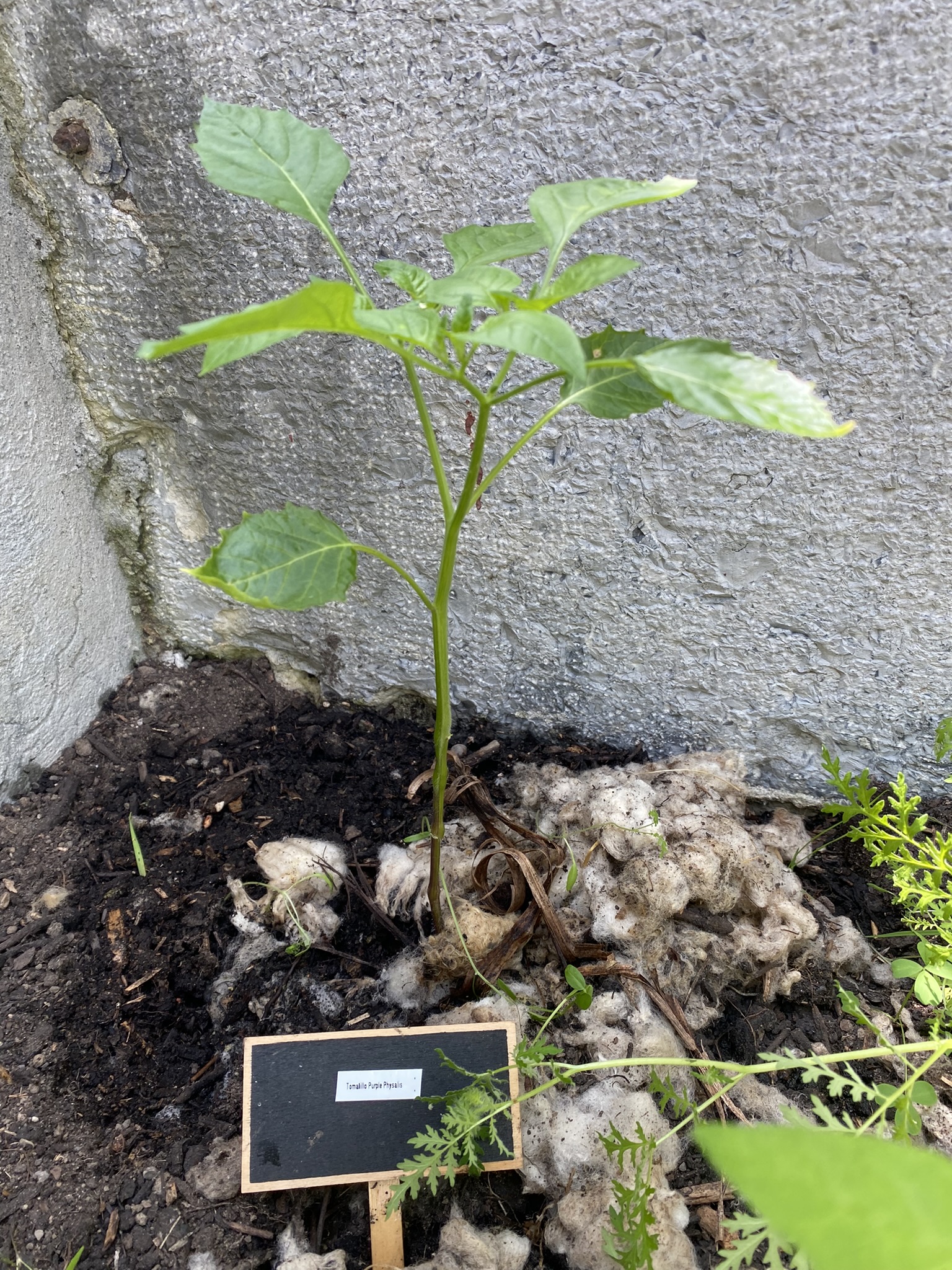 Aufnahme aus der Dokumentation «50-Sorten Tomatenhaus im Mai», Mai 2023, aufgenommen mit iPhone 11
