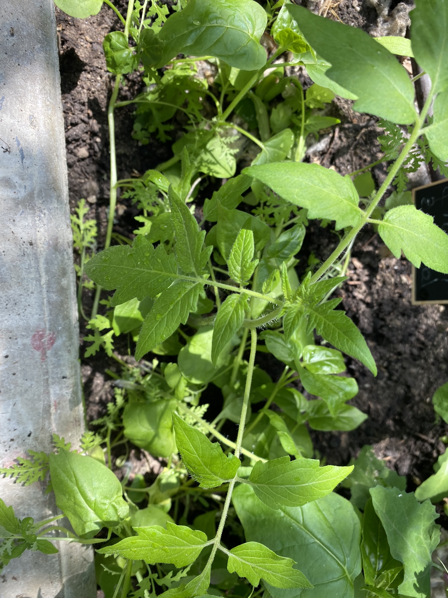 Aufnahme aus der Dokumentation «50-Sorten Tomatenhaus im Mai», Mai 2023, aufgenommen mit iPhone 11