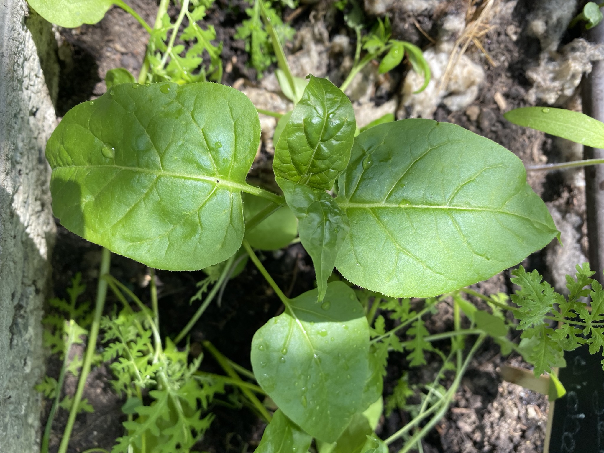 Aufnahme aus der Dokumentation «50-Sorten Tomatenhaus im Mai», Mai 2023, aufgenommen mit iPhone 11