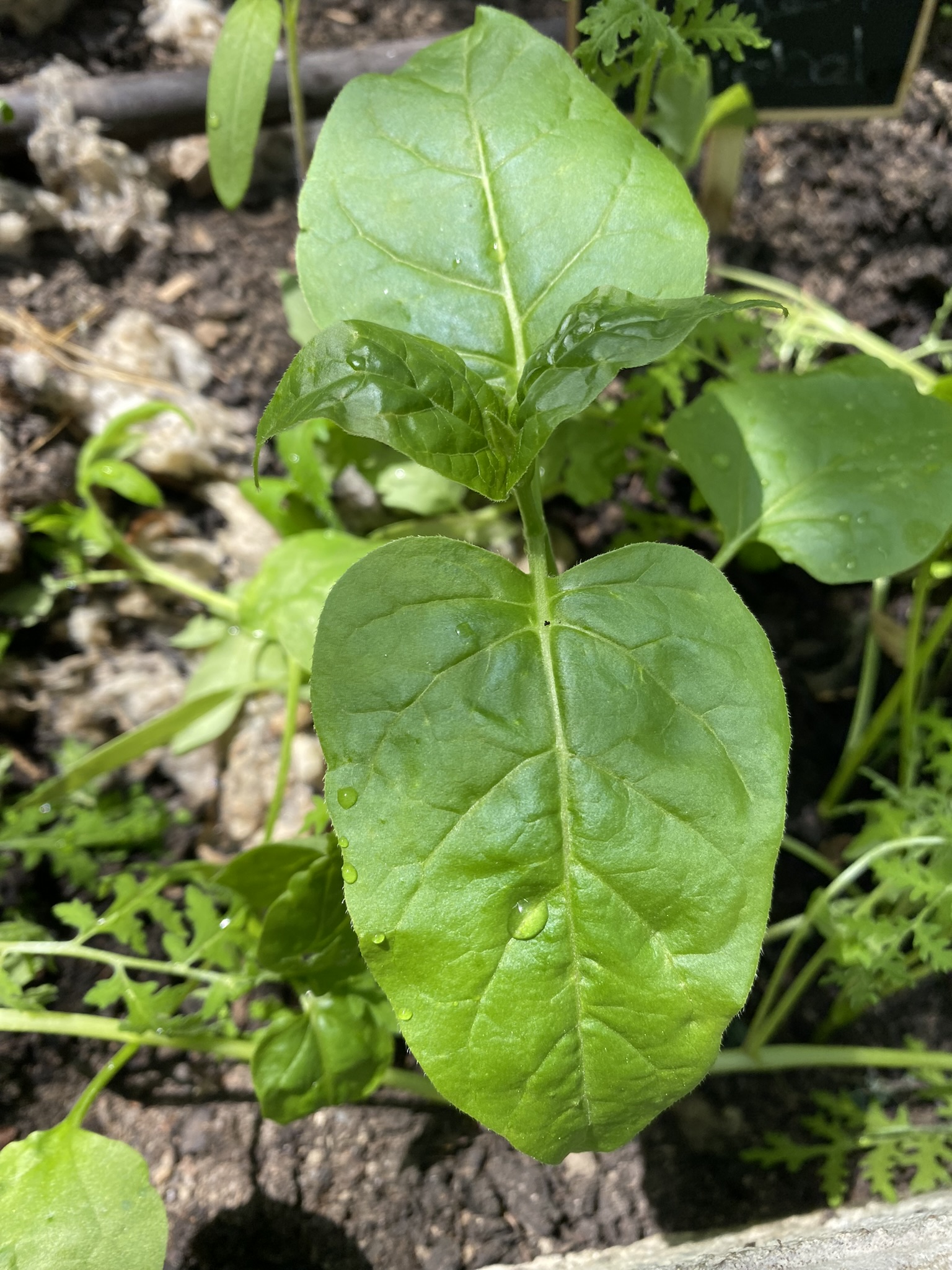 Aufnahme aus der Dokumentation «50-Sorten Tomatenhaus im Mai», Mai 2023, aufgenommen mit iPhone 11