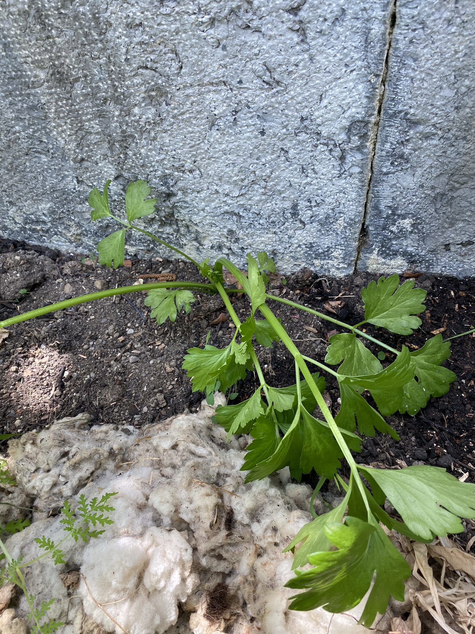 Aufnahme aus der Dokumentation «50-Sorten Tomatenhaus im Mai», Mai 2023, aufgenommen mit iPhone 11