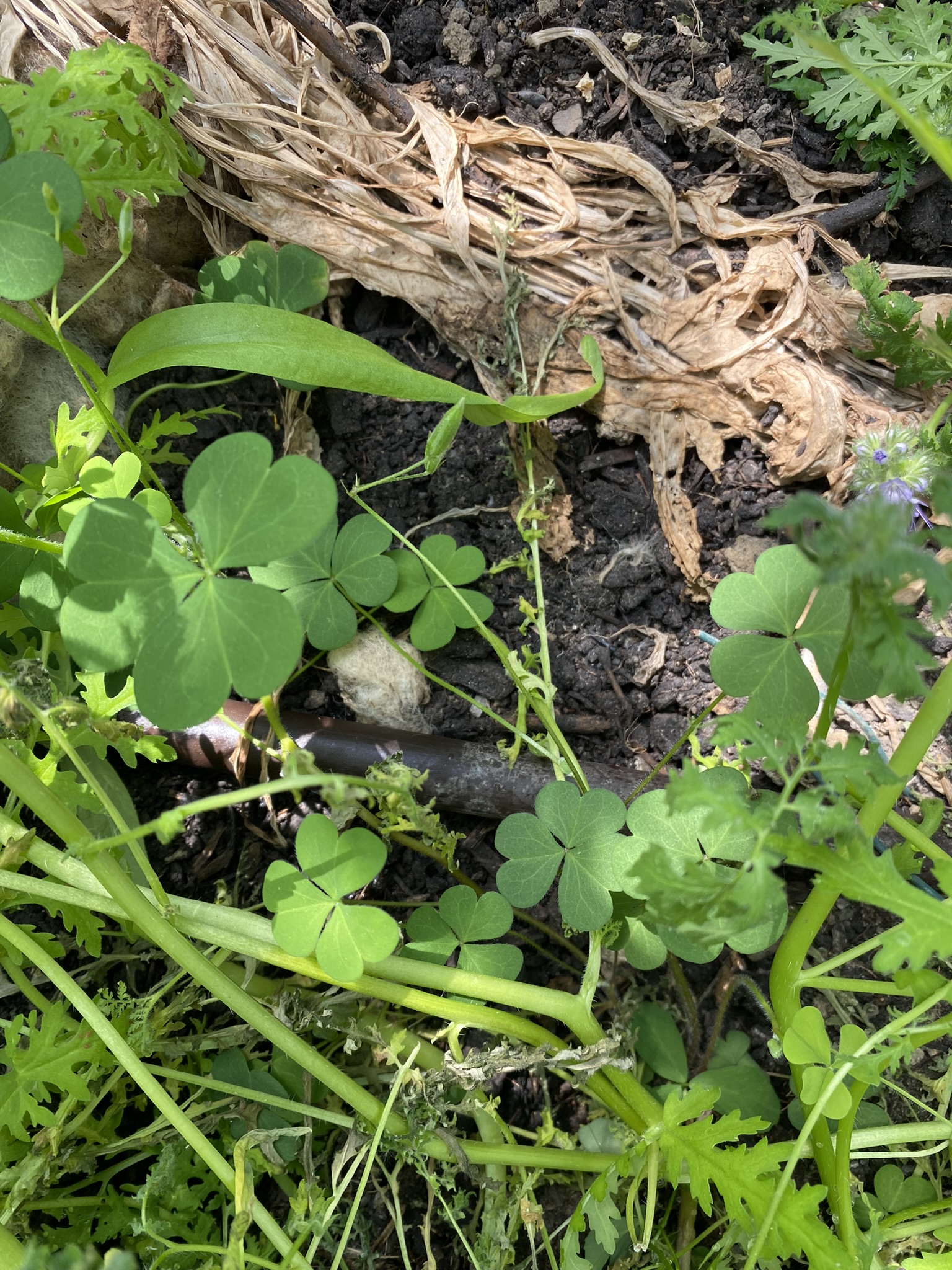 Aufnahme aus der Dokumentation «50-Sorten Tomatenhaus im Mai», Mai 2023, aufgenommen mit iPhone 11