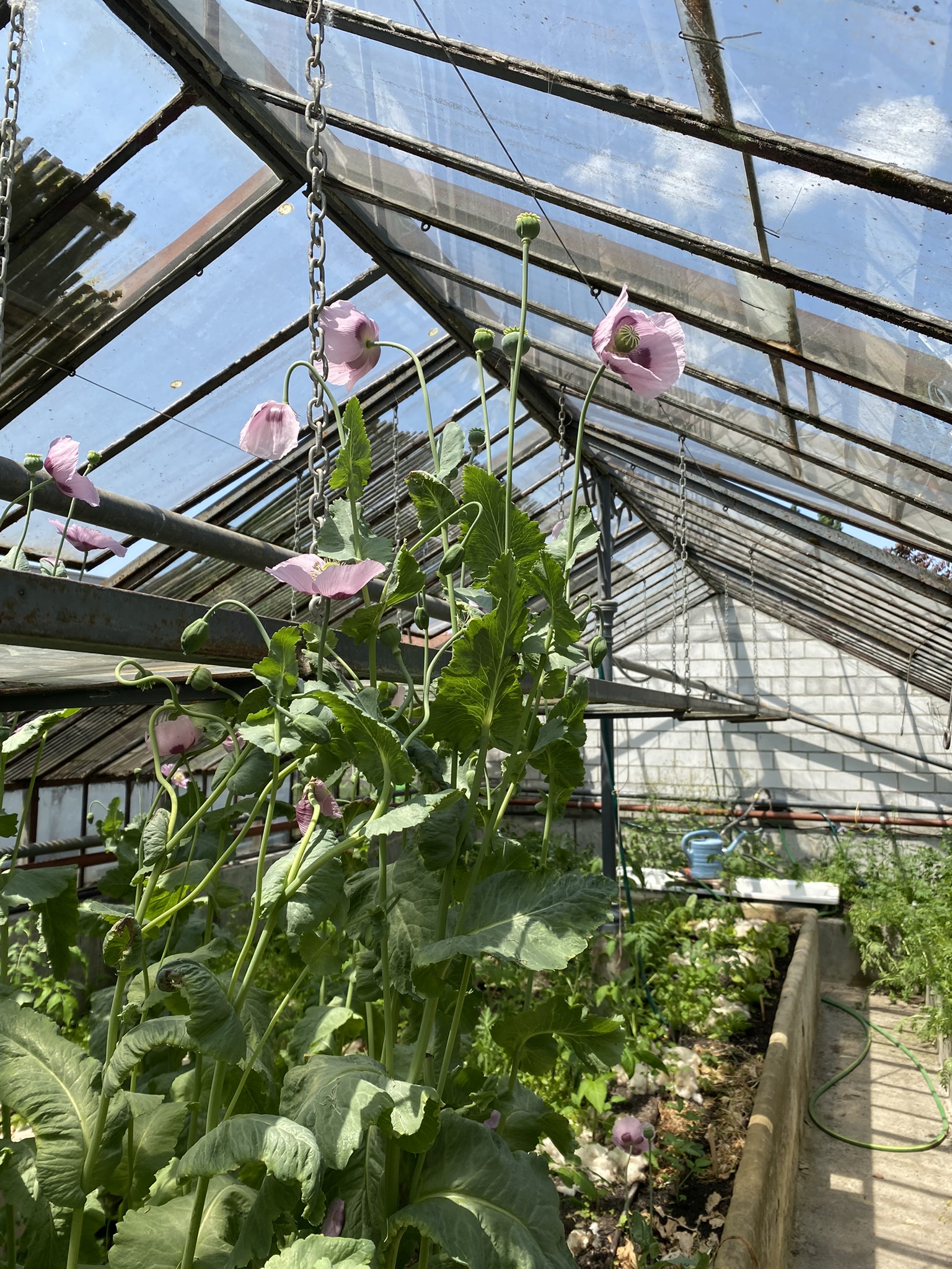 Aufnahme aus der Dokumentation «50-Sorten Tomatenhaus im Mai», Mai 2023, aufgenommen mit iPhone 11
