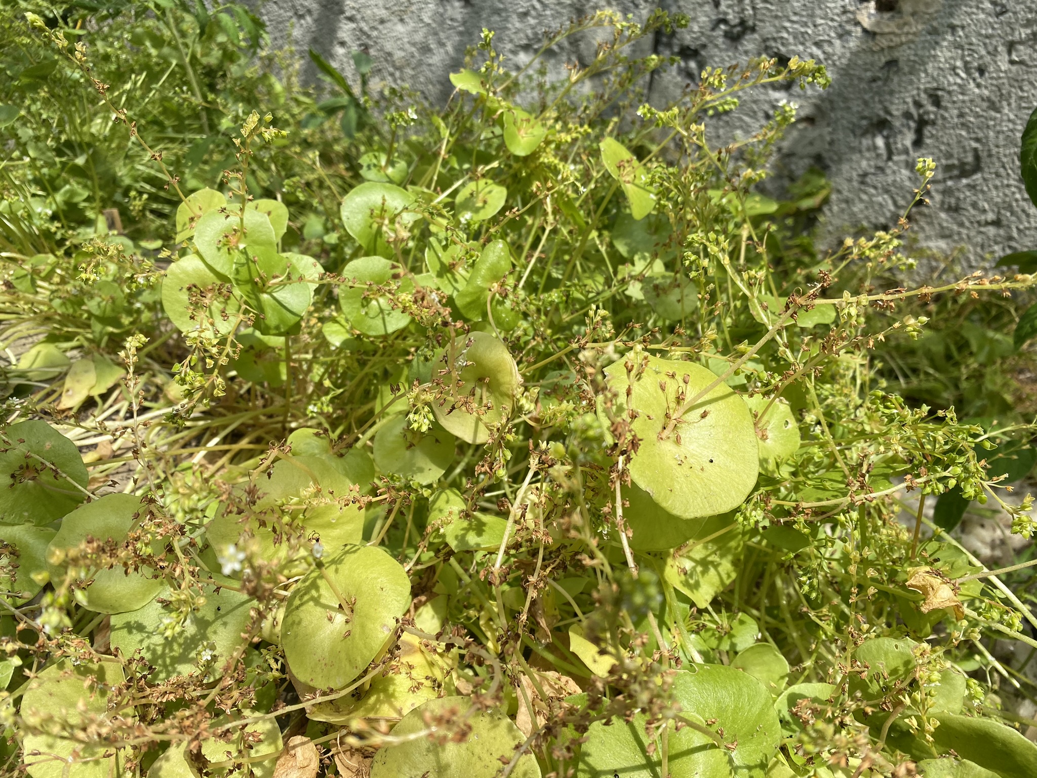 Aufnahme aus der Dokumentation «50-Sorten Tomatenhaus im Mai», Mai 2023, aufgenommen mit iPhone 11