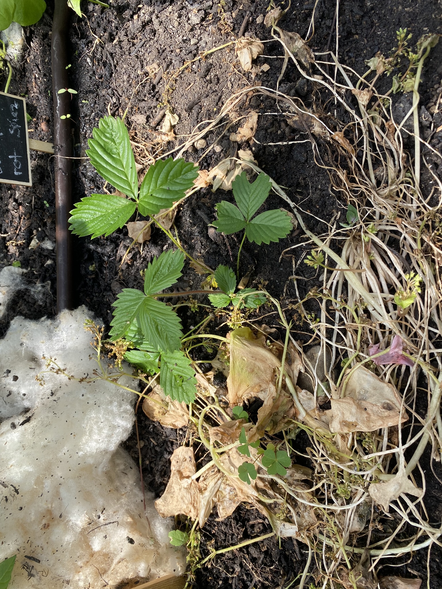 Aufnahme aus der Dokumentation «50-Sorten Tomatenhaus im Mai», Mai 2023, aufgenommen mit iPhone 11