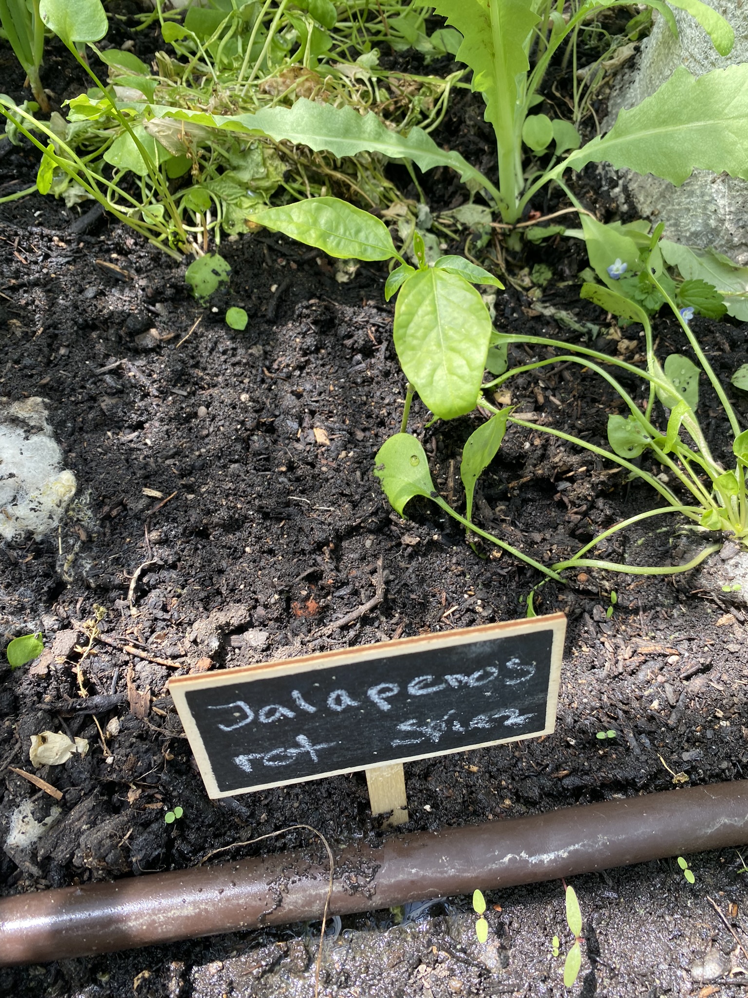 Aufnahme aus der Dokumentation «50-Sorten Tomatenhaus im Mai», Mai 2023, aufgenommen mit iPhone 11