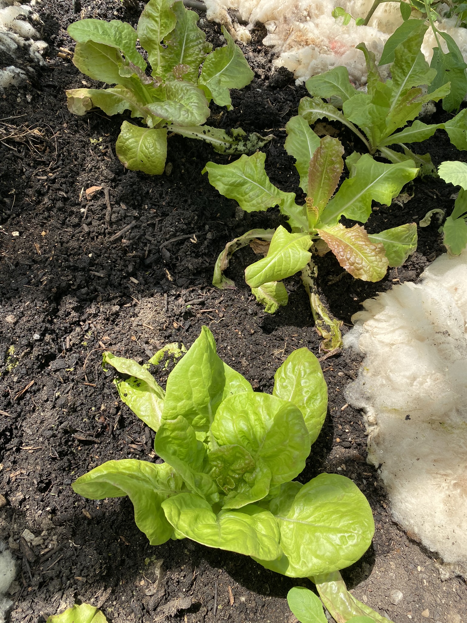 Aufnahme aus der Dokumentation «50-Sorten Tomatenhaus im Mai», Mai 2023, aufgenommen mit iPhone 11