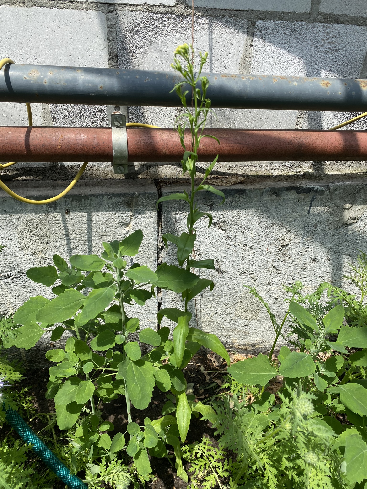 Aufnahme aus der Dokumentation «50-Sorten Tomatenhaus im Mai», Mai 2023, aufgenommen mit iPhone 11