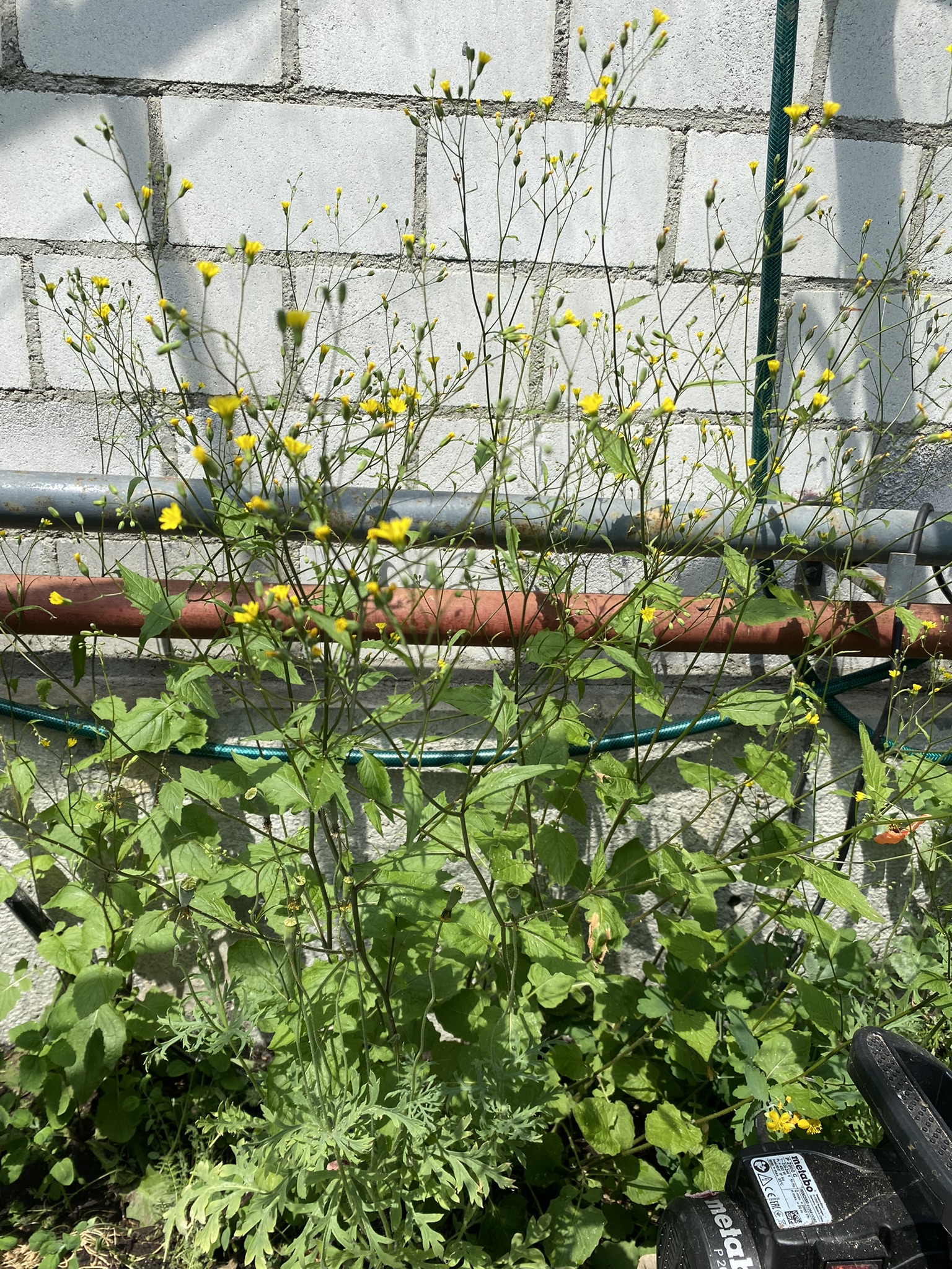 Aufnahme aus der Dokumentation «50-Sorten Tomatenhaus im Mai», Mai 2023, aufgenommen mit iPhone 11