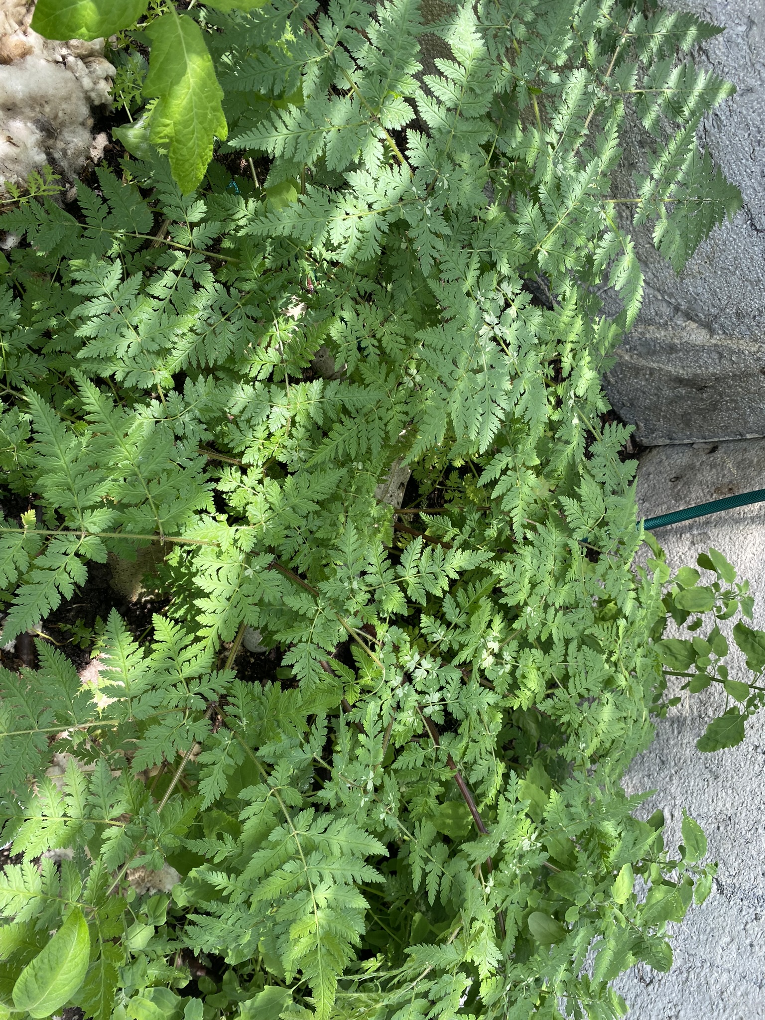 Aufnahme aus der Dokumentation «50-Sorten Tomatenhaus im Mai», Mai 2023, aufgenommen mit iPhone 11