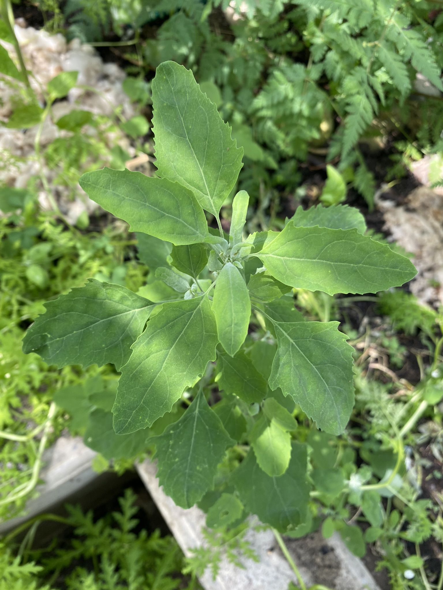 Aufnahme aus der Dokumentation «50-Sorten Tomatenhaus im Mai», Mai 2023, aufgenommen mit iPhone 11