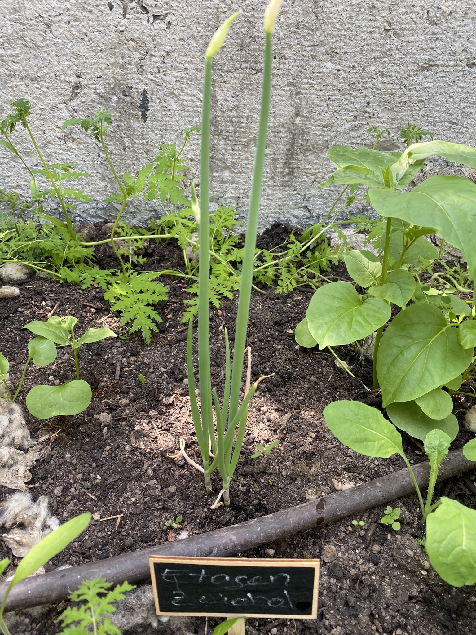 Tomatenhaus mit vielen verschiedenen Sorten in voller Wachstumsphase, Ende Mai 2023