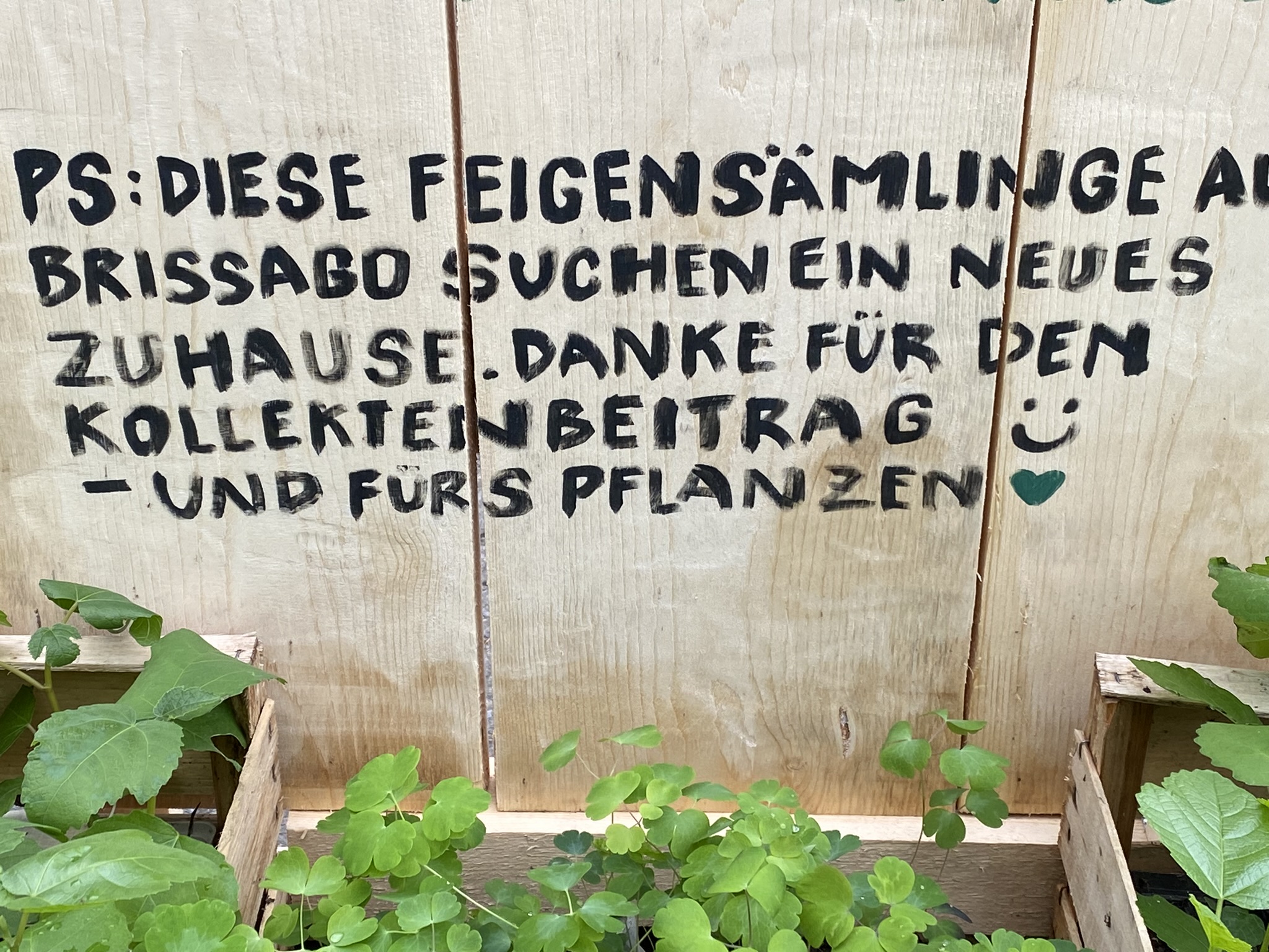 Aufnahme aus der Dokumentation «Permakultur Festival 2023 auf dem…», August 2023
