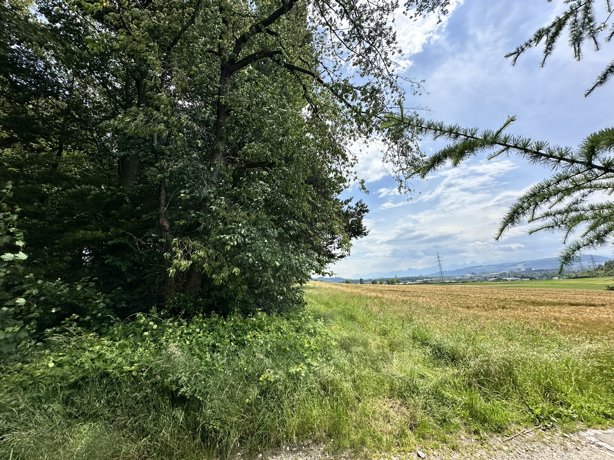 Aufnahme aus der Dokumentation «HAFL: Führung Wald- und Feldgarten…», Juni 2024, aufgenommen mit iPhone 14 Pro