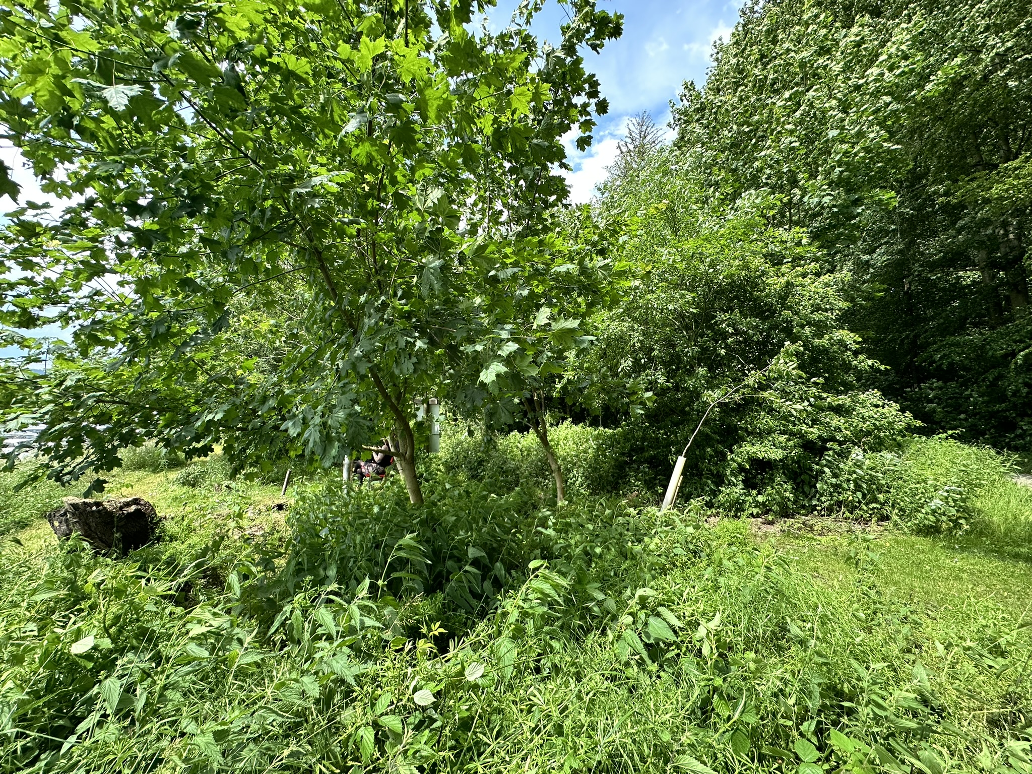 Aufnahme aus der Dokumentation «HAFL: Führung Wald- und Feldgarten…», Juni 2024, aufgenommen mit iPhone 14 Pro