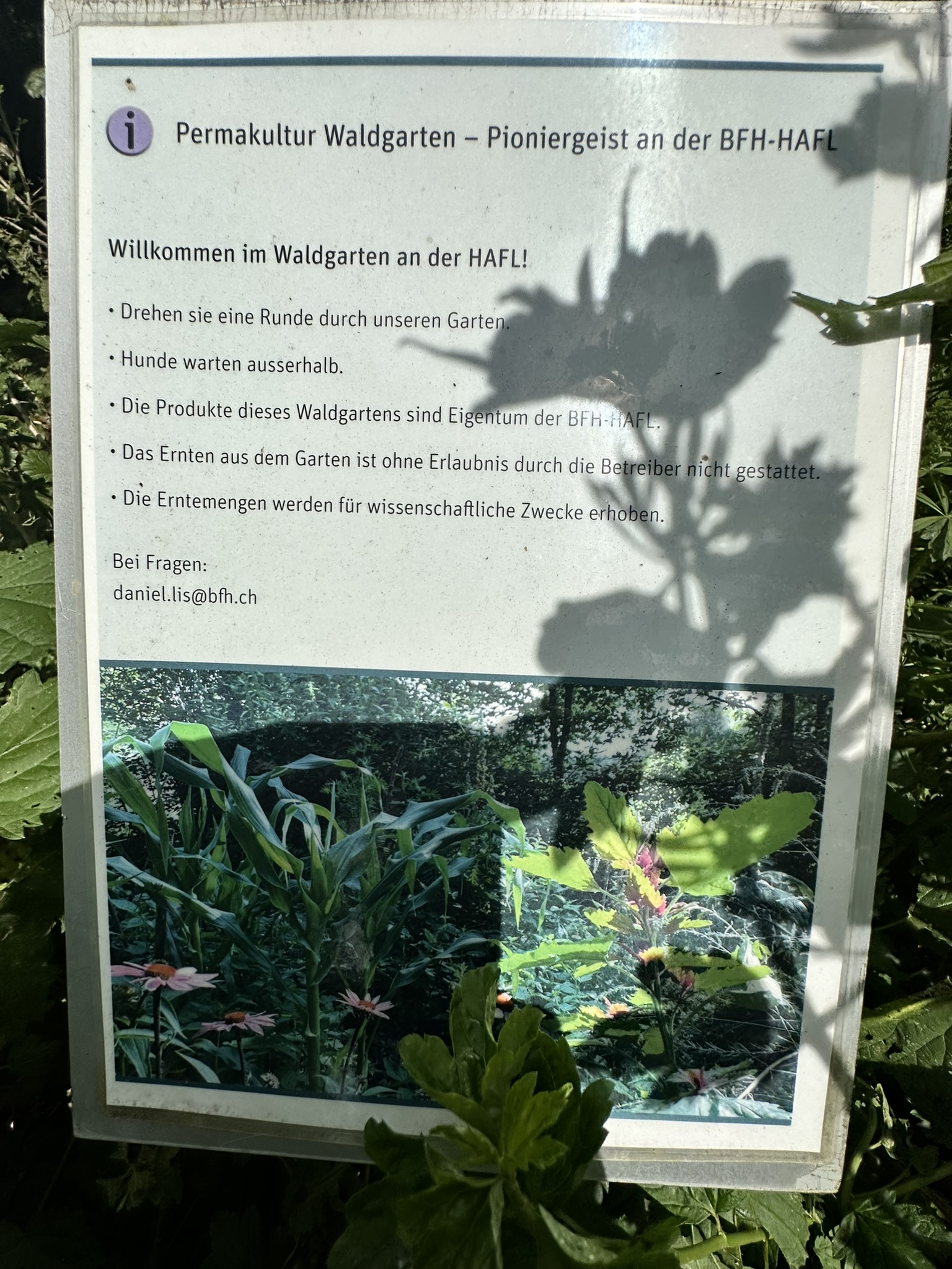 Aufnahme aus der Dokumentation «HAFL: Führung Wald- und Feldgarten…», Juni 2024, aufgenommen mit iPhone 14 Pro