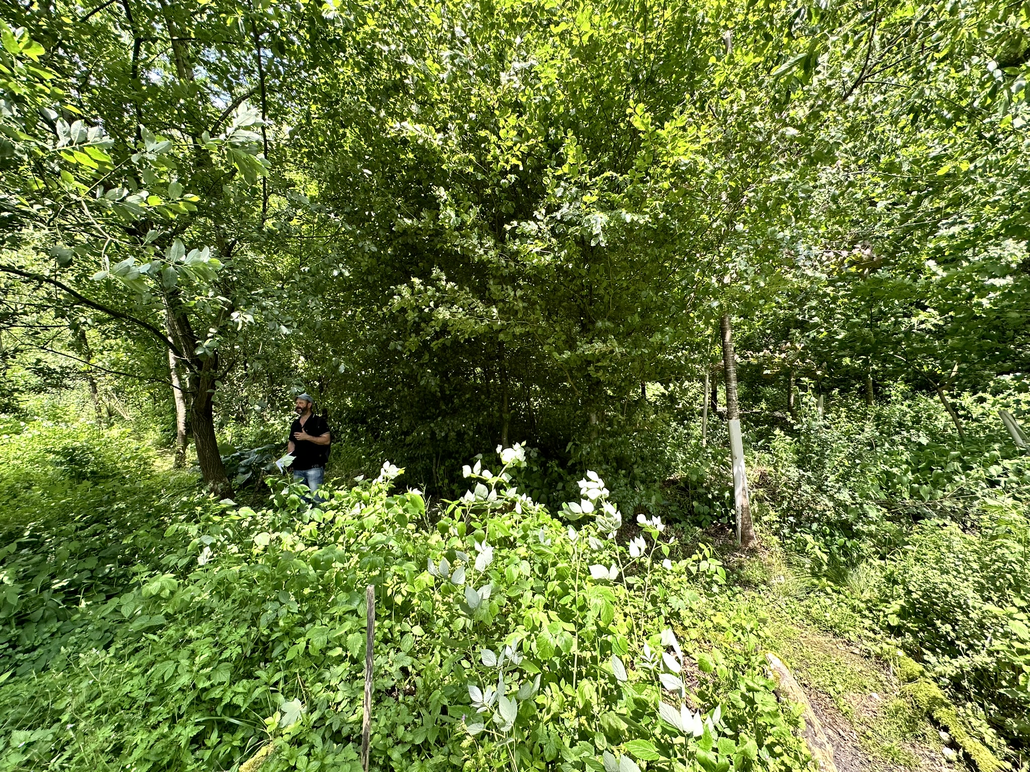 Aufnahme aus der Dokumentation «HAFL: Führung Wald- und Feldgarten…», Juni 2024, aufgenommen mit iPhone 14 Pro