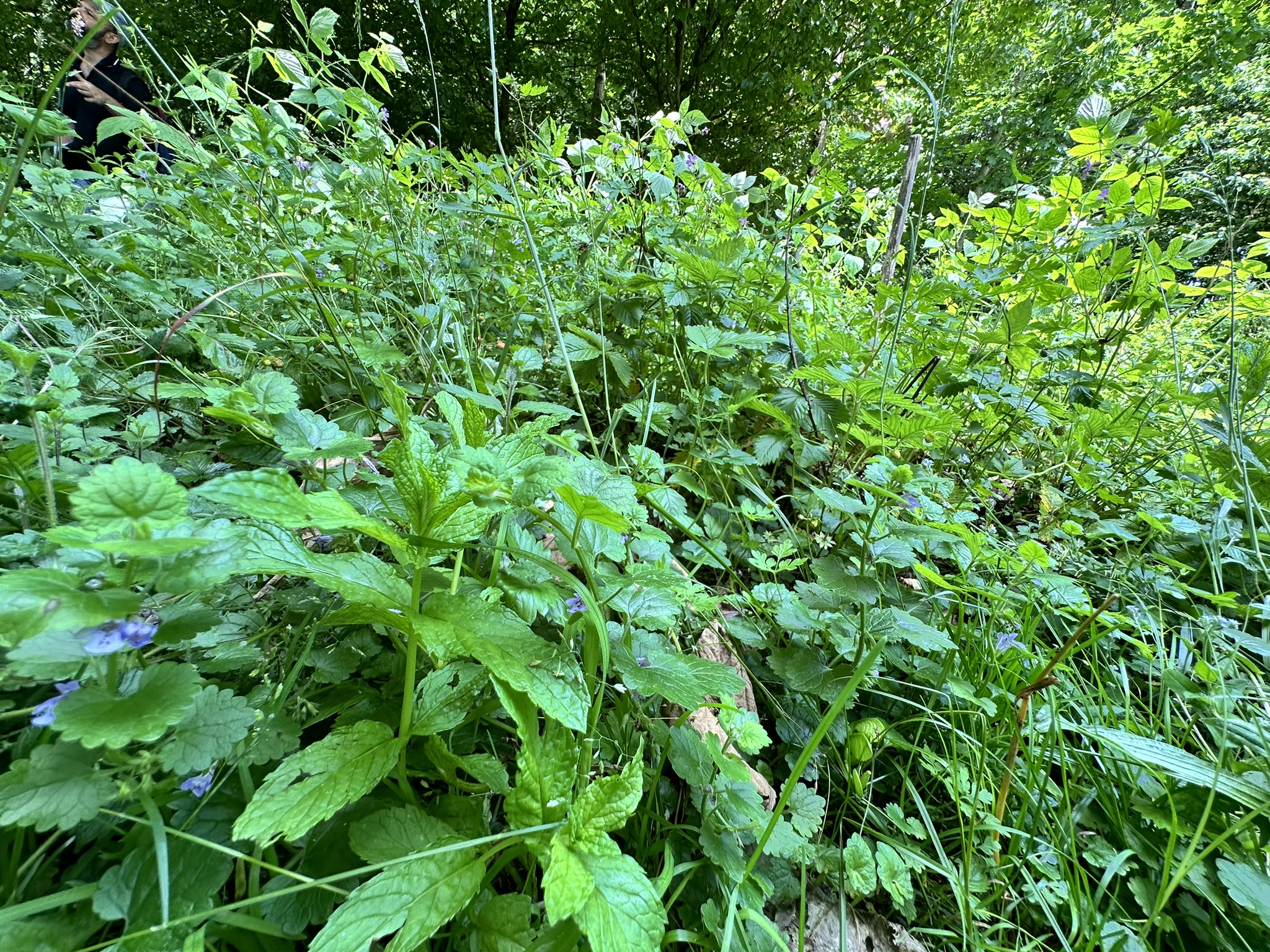 Aufnahme aus der Dokumentation «HAFL: Führung Wald- und Feldgarten…», Juni 2024, aufgenommen mit iPhone 14 Pro