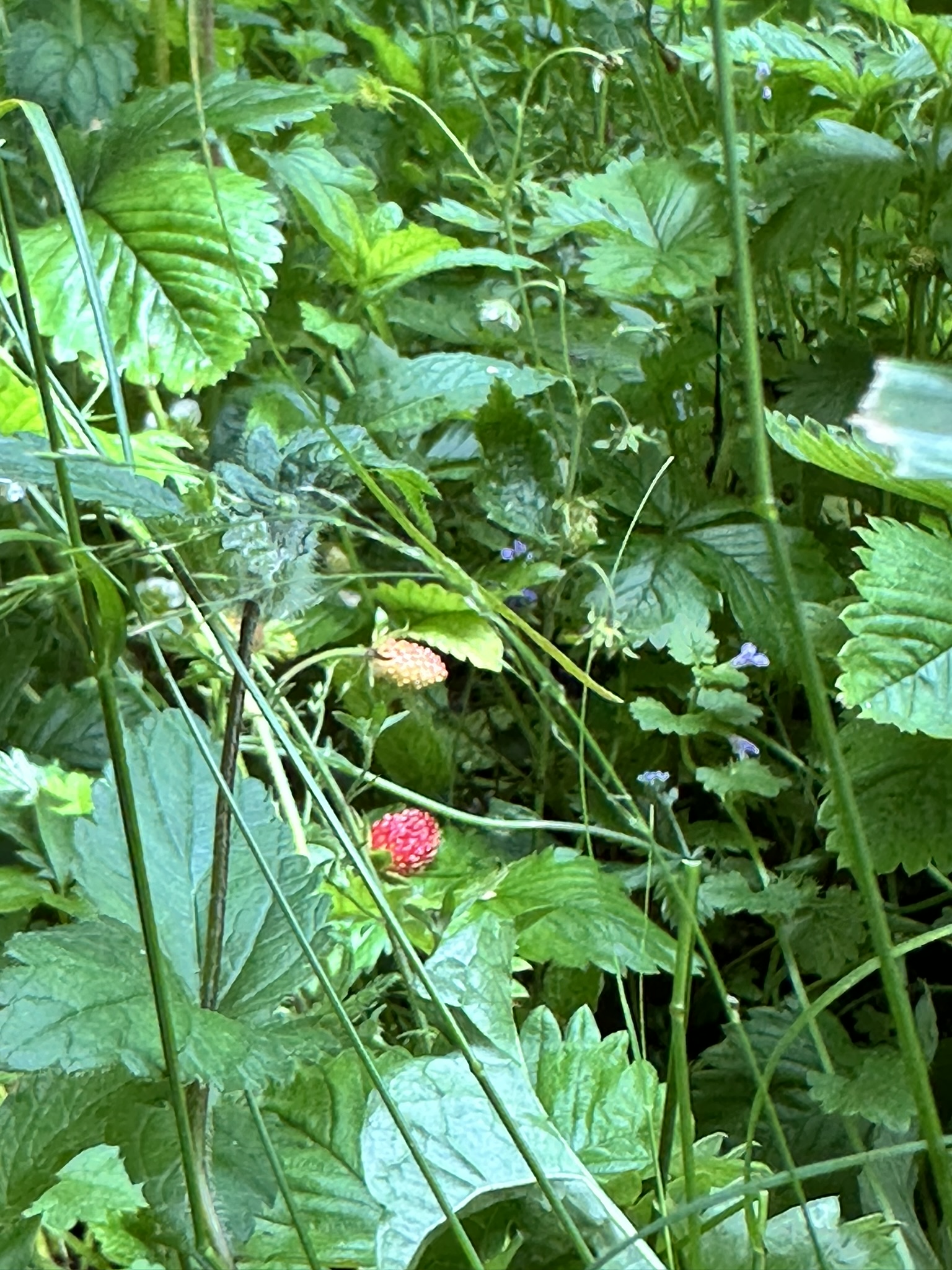 Aufnahme aus der Dokumentation «HAFL: Führung Wald- und Feldgarten…», Juni 2024, aufgenommen mit iPhone 14 Pro