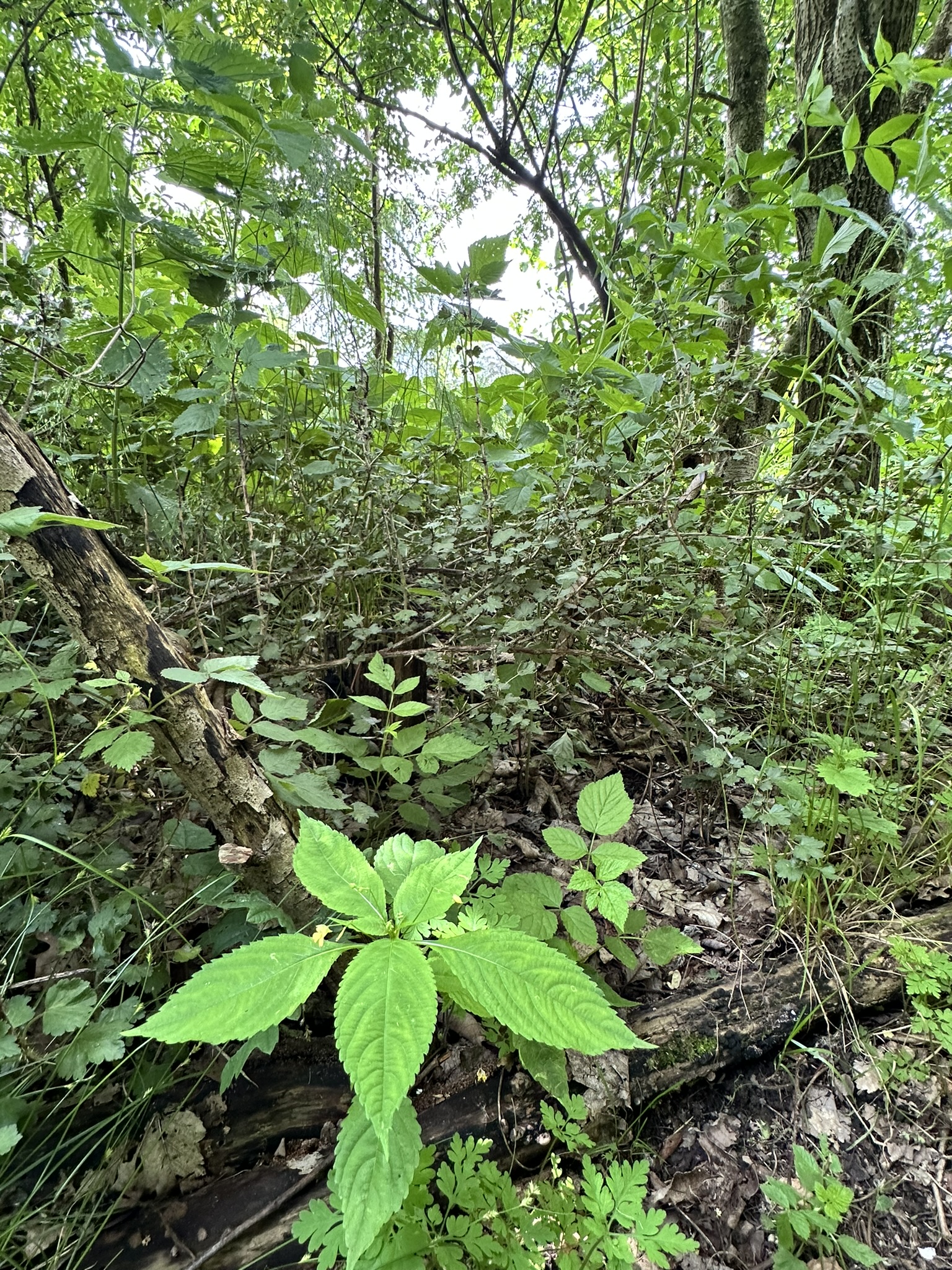 Aufnahme aus der Dokumentation «HAFL: Führung Wald- und Feldgarten…», Juni 2024, aufgenommen mit iPhone 14 Pro