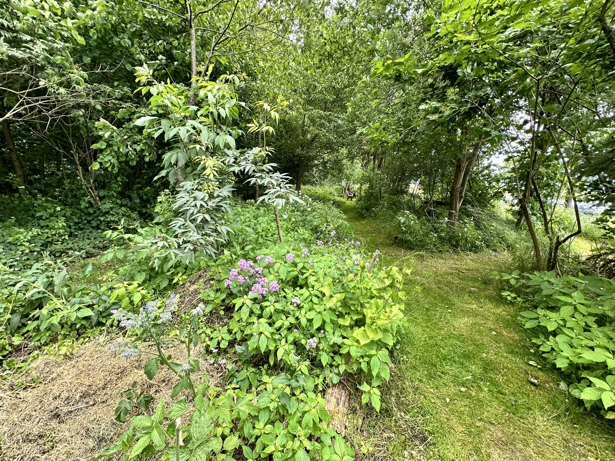 Aufnahme aus der Dokumentation «HAFL: Führung Wald- und Feldgarten…», Juni 2024, aufgenommen mit iPhone 14 Pro