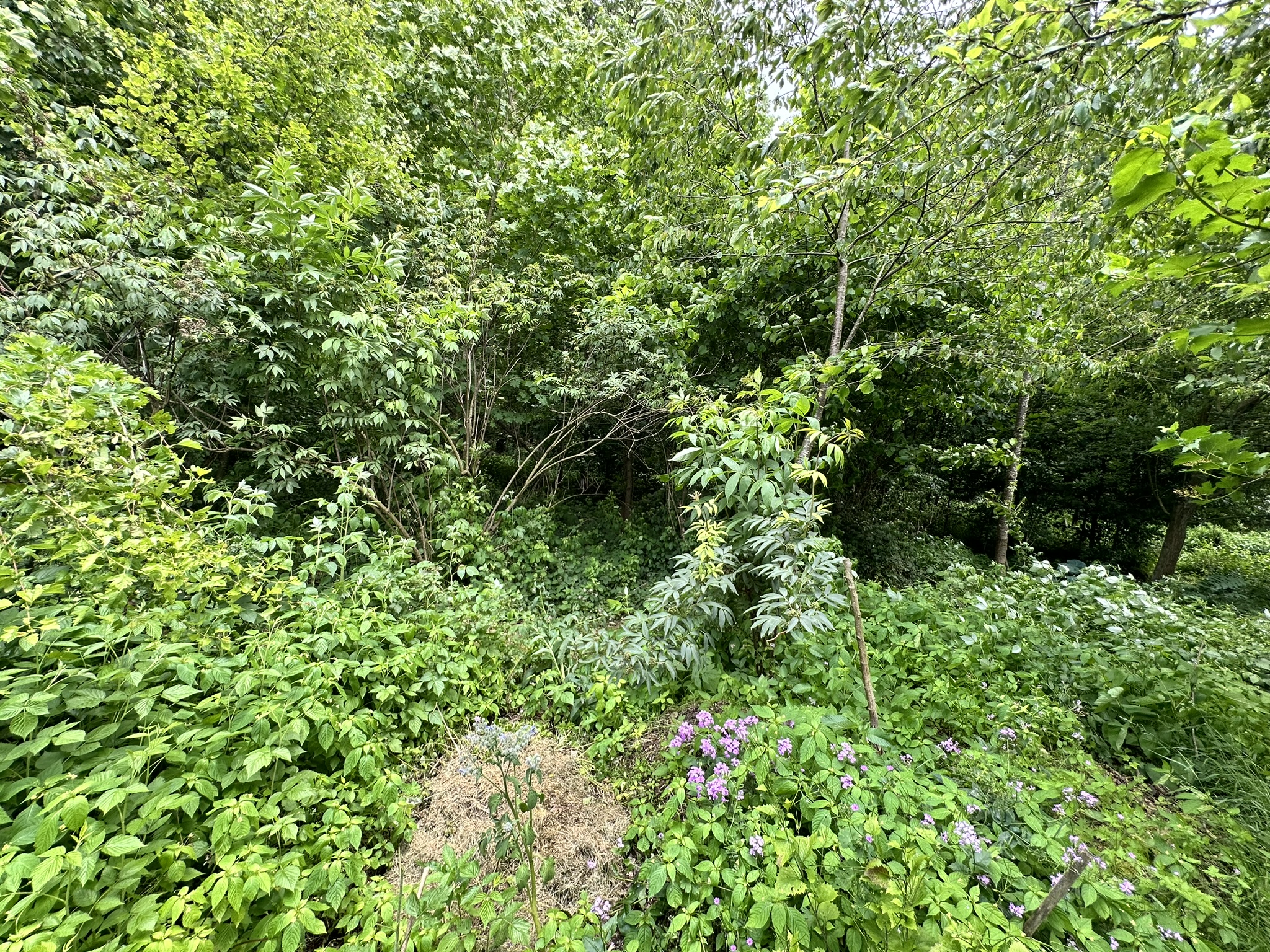 Aufnahme aus der Dokumentation «HAFL: Führung Wald- und Feldgarten…», Juni 2024, aufgenommen mit iPhone 14 Pro