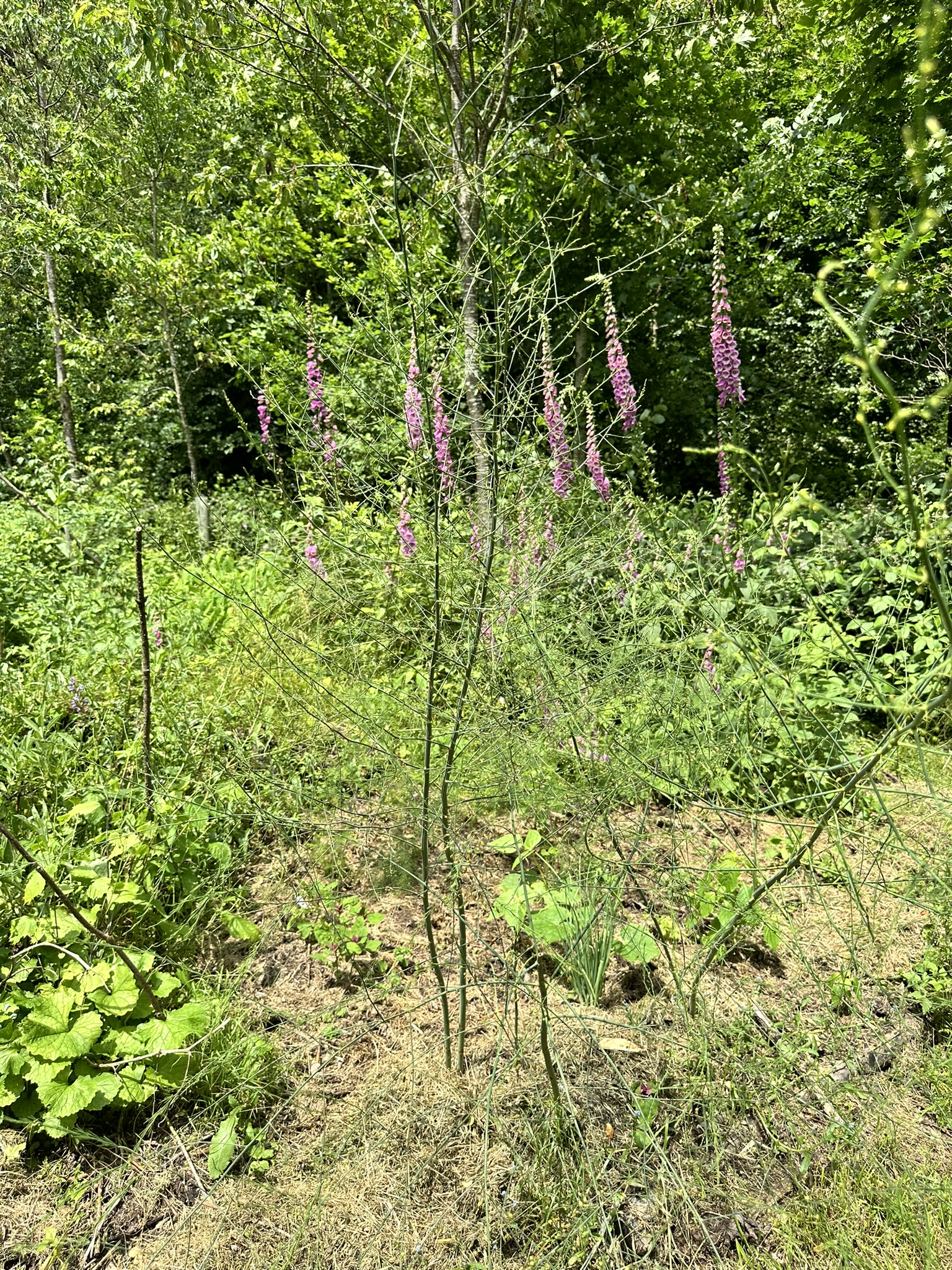 Aufnahme aus der Dokumentation «HAFL: Führung Wald- und Feldgarten…», Juni 2024, aufgenommen mit iPhone 14 Pro
