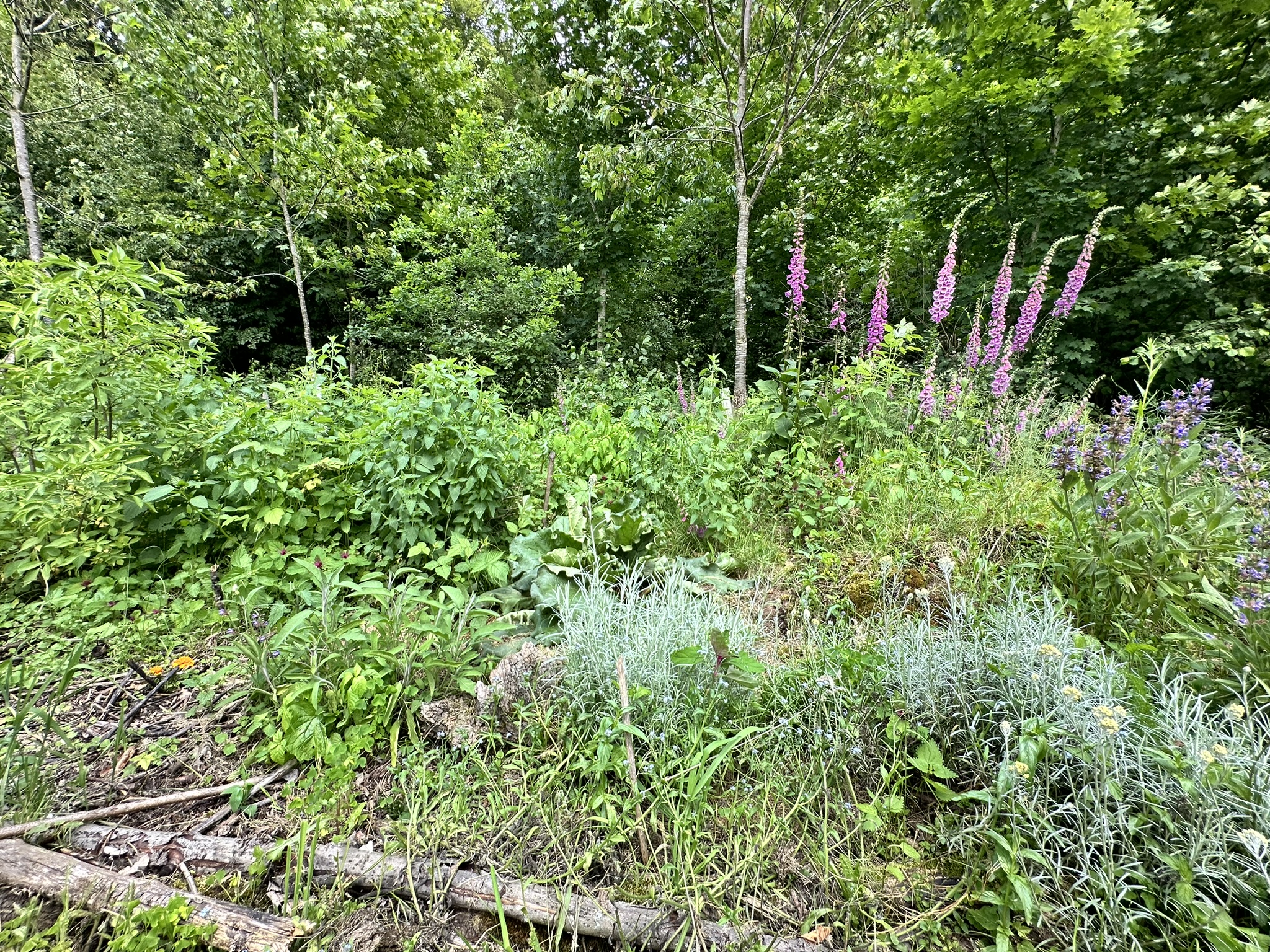 Aufnahme aus der Dokumentation «HAFL: Führung Wald- und Feldgarten…», Juni 2024, aufgenommen mit iPhone 14 Pro