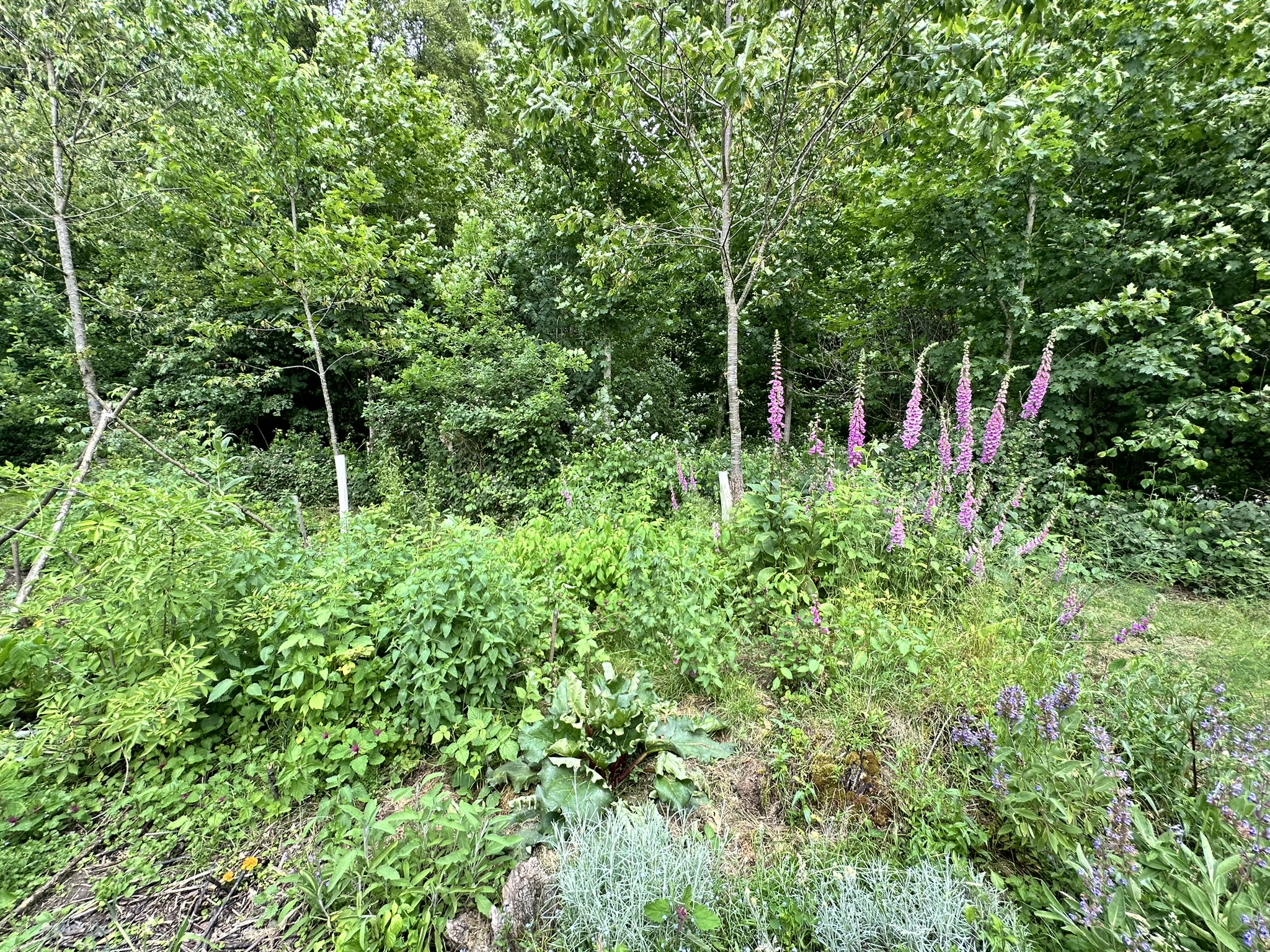 Aufnahme aus der Dokumentation «HAFL: Führung Wald- und Feldgarten…», Juni 2024, aufgenommen mit iPhone 14 Pro