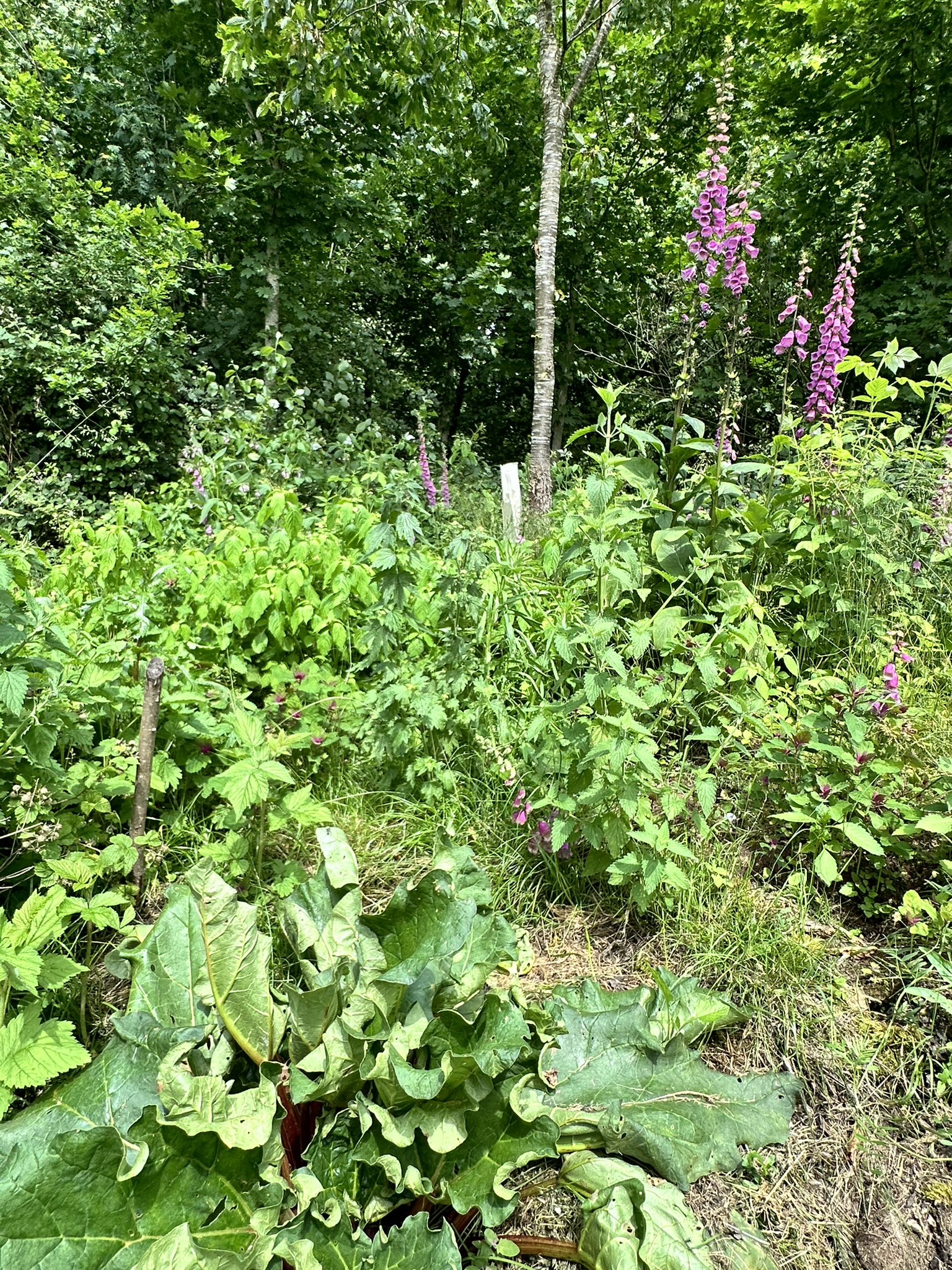 Aufnahme aus der Dokumentation «HAFL: Führung Wald- und Feldgarten…», Juni 2024, aufgenommen mit iPhone 14 Pro