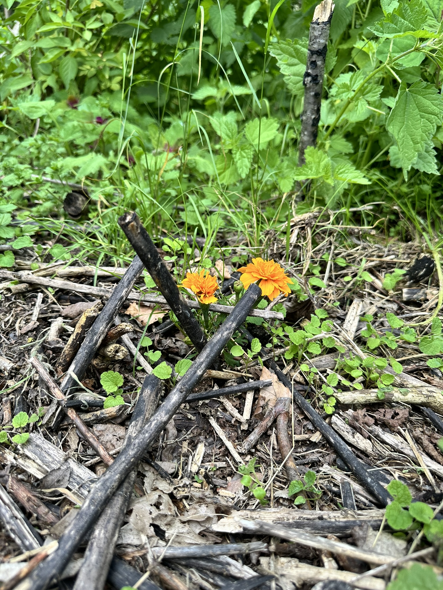Aufnahme aus der Dokumentation «HAFL: Führung Wald- und Feldgarten…», Juni 2024, aufgenommen mit iPhone 14 Pro