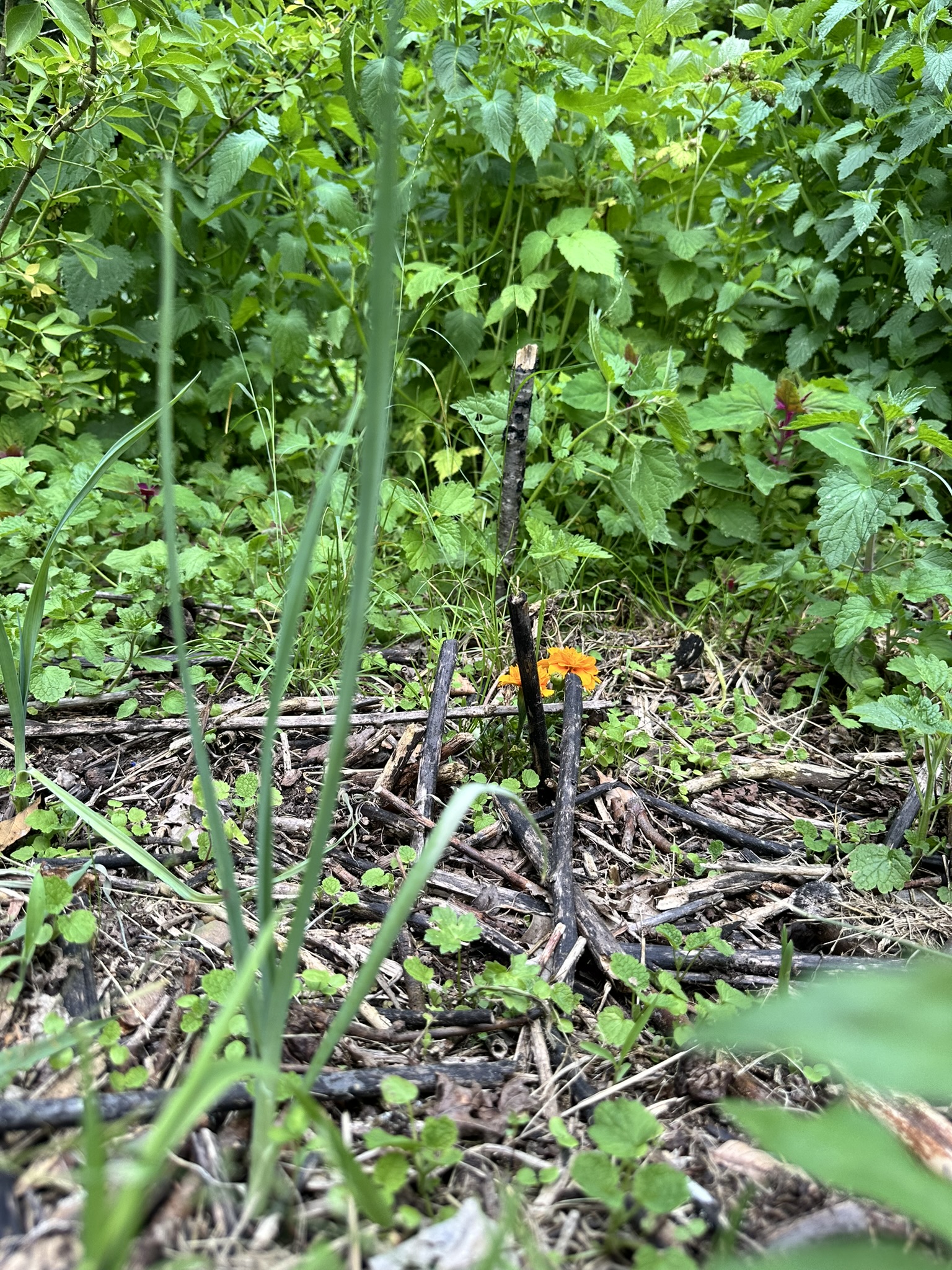 Aufnahme aus der Dokumentation «HAFL: Führung Wald- und Feldgarten…», Juni 2024, aufgenommen mit iPhone 14 Pro