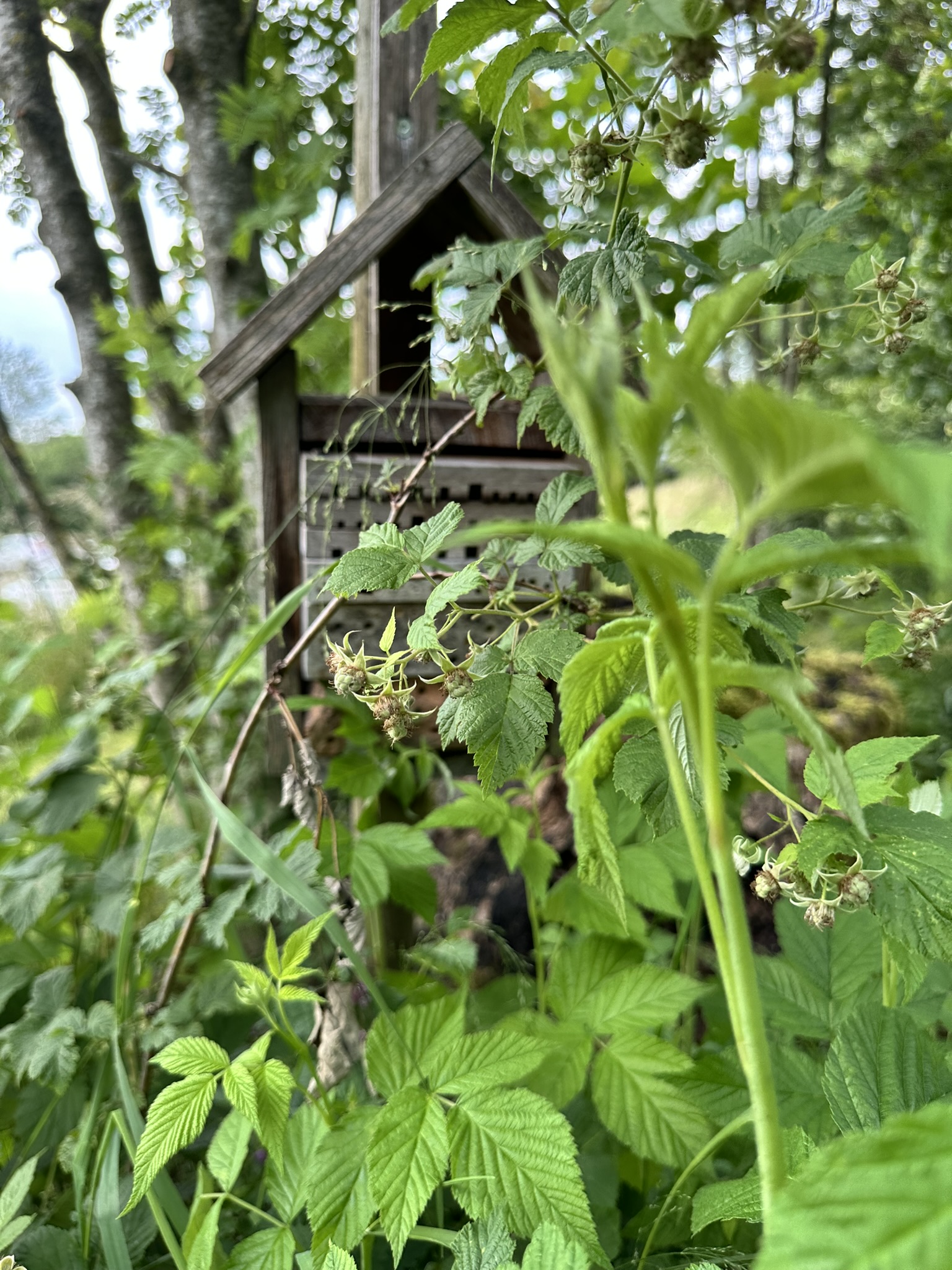 Aufnahme aus der Dokumentation «HAFL: Führung Wald- und Feldgarten…», Juni 2024, aufgenommen mit iPhone 14 Pro