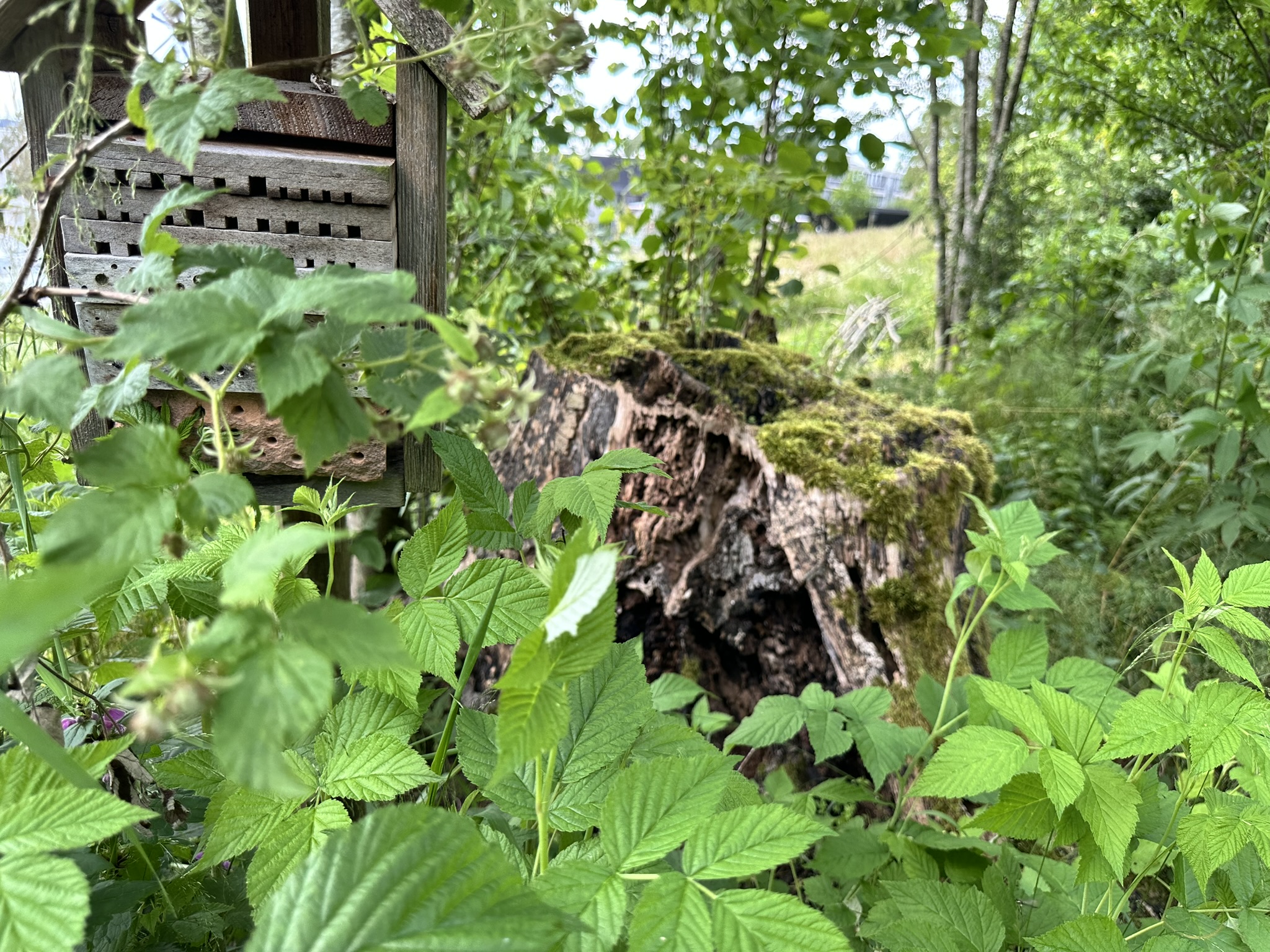 Szene aus der Führung durch den Wald- und Feldgarten an der HAFL mit Mila Laager und Daniel Lis