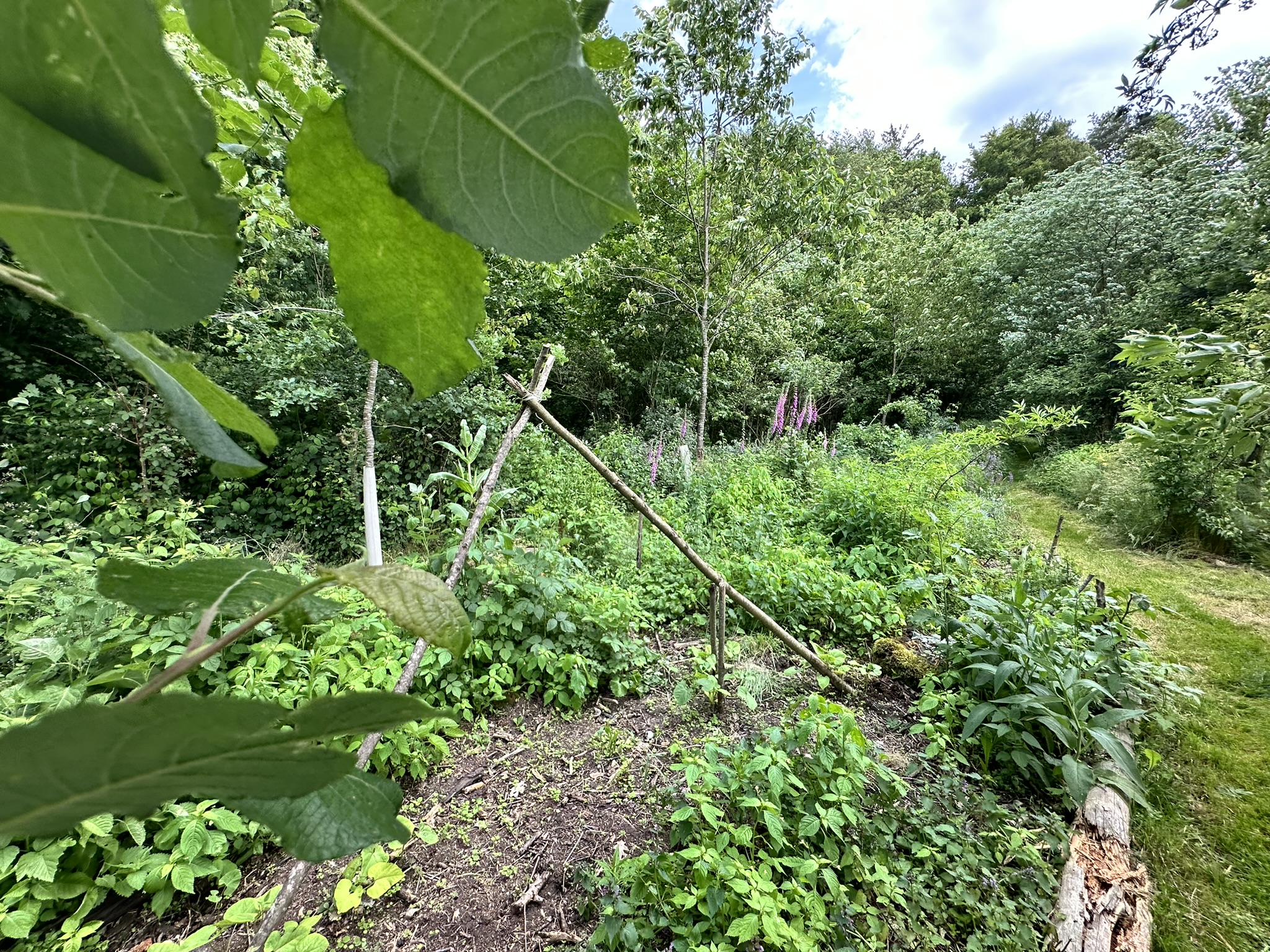 Aufnahme aus der Dokumentation «HAFL: Führung Wald- und Feldgarten…», Juni 2024, aufgenommen mit iPhone 14 Pro