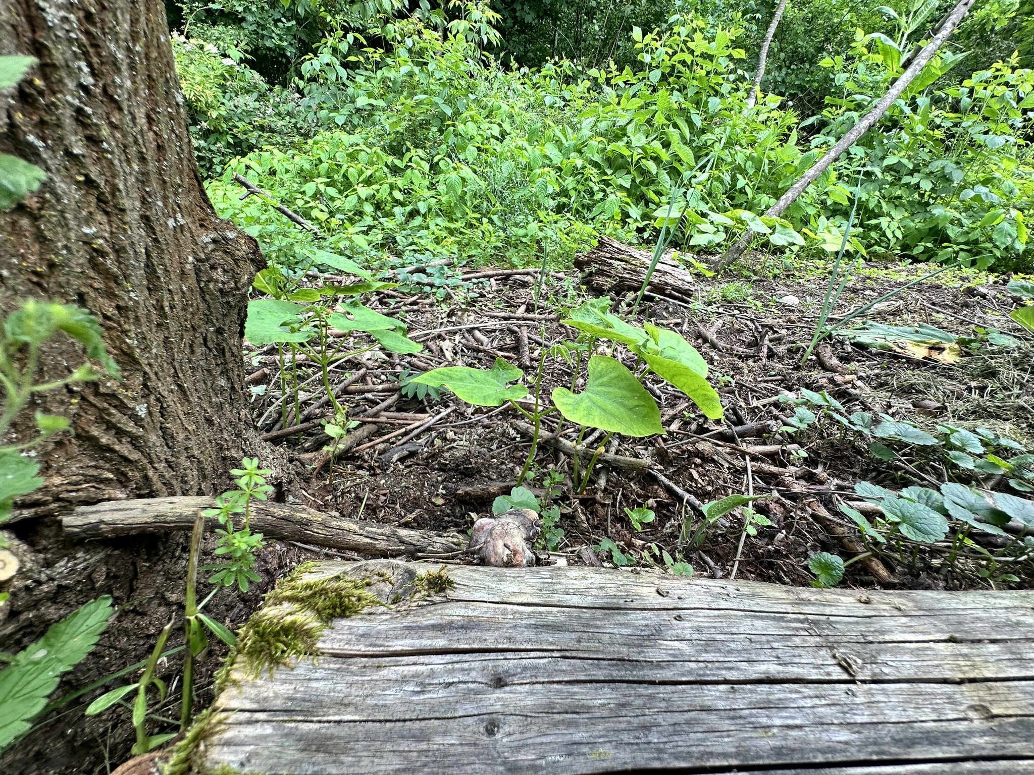 Aufnahme aus der Dokumentation «HAFL: Führung Wald- und Feldgarten…», Juni 2024, aufgenommen mit iPhone 14 Pro