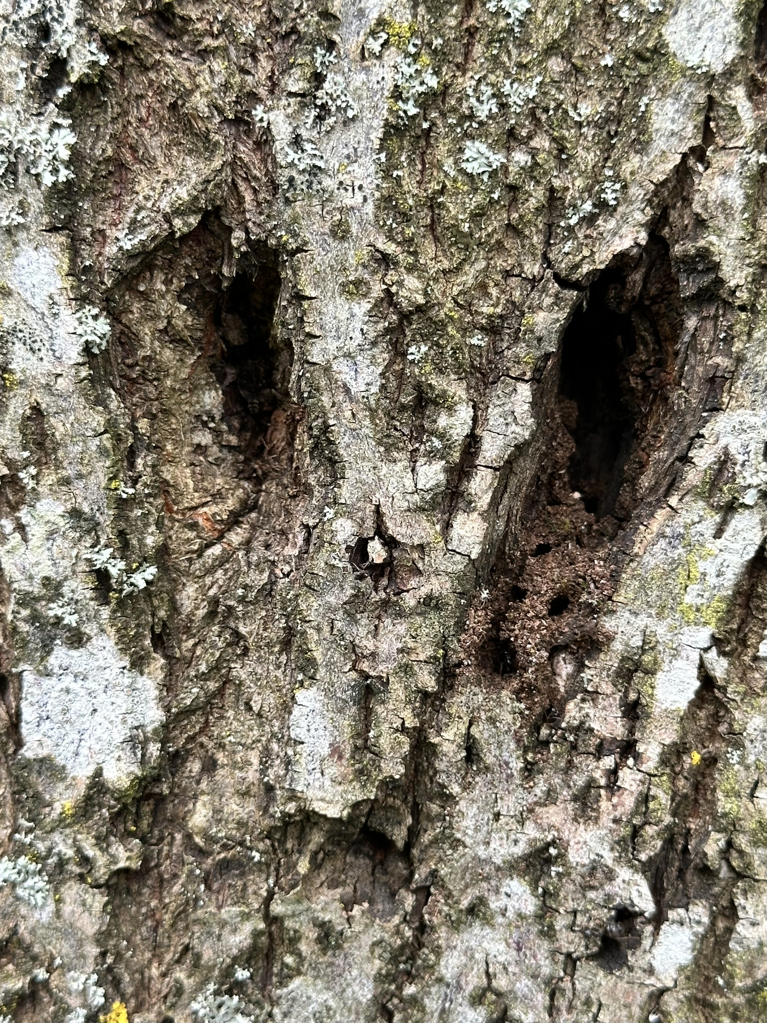 Aufnahme aus der Dokumentation «HAFL: Führung Wald- und Feldgarten…», Juni 2024, aufgenommen mit iPhone 14 Pro