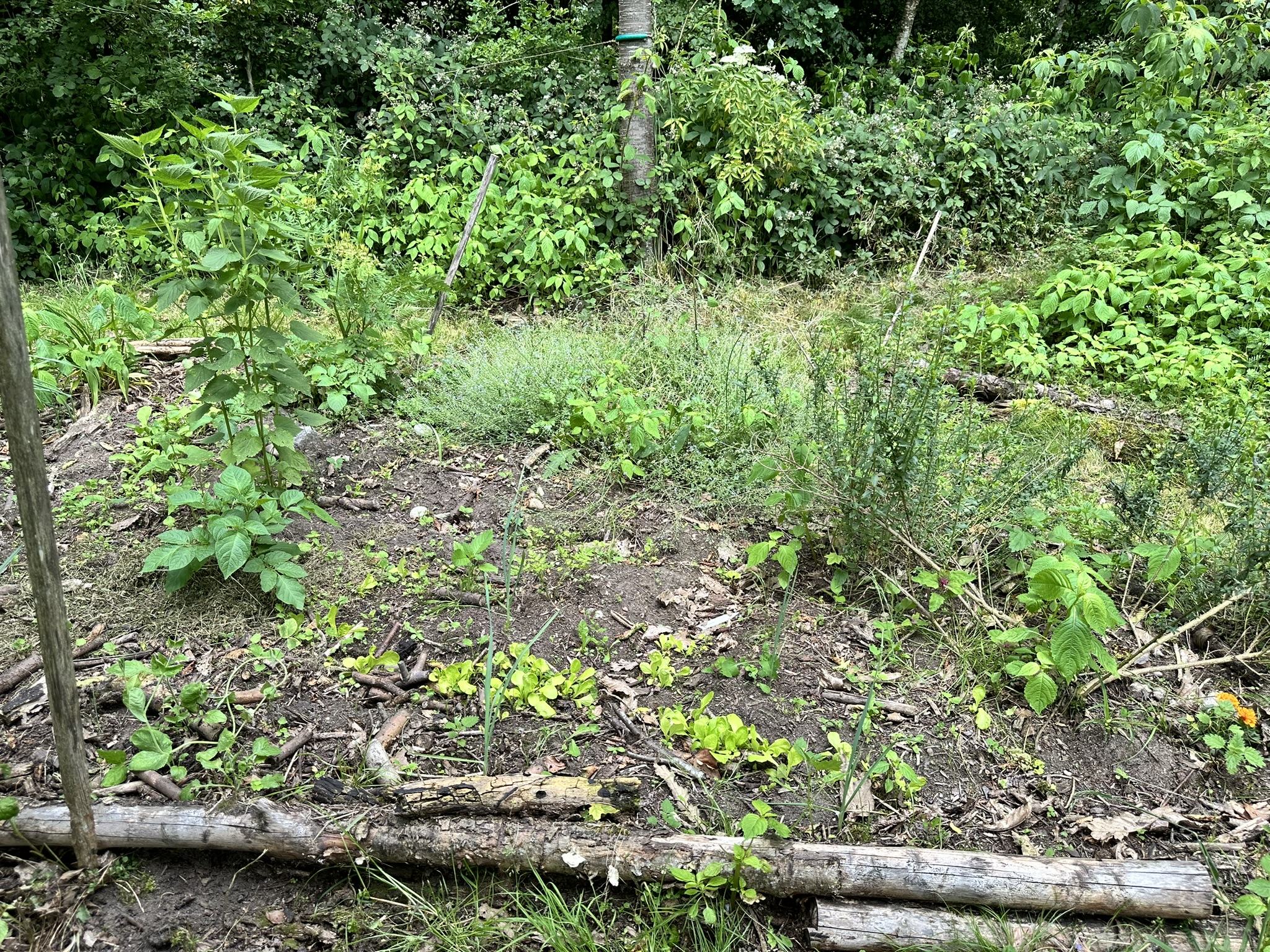 Aufnahme aus der Dokumentation «HAFL: Führung Wald- und Feldgarten…», Juni 2024, aufgenommen mit iPhone 14 Pro
