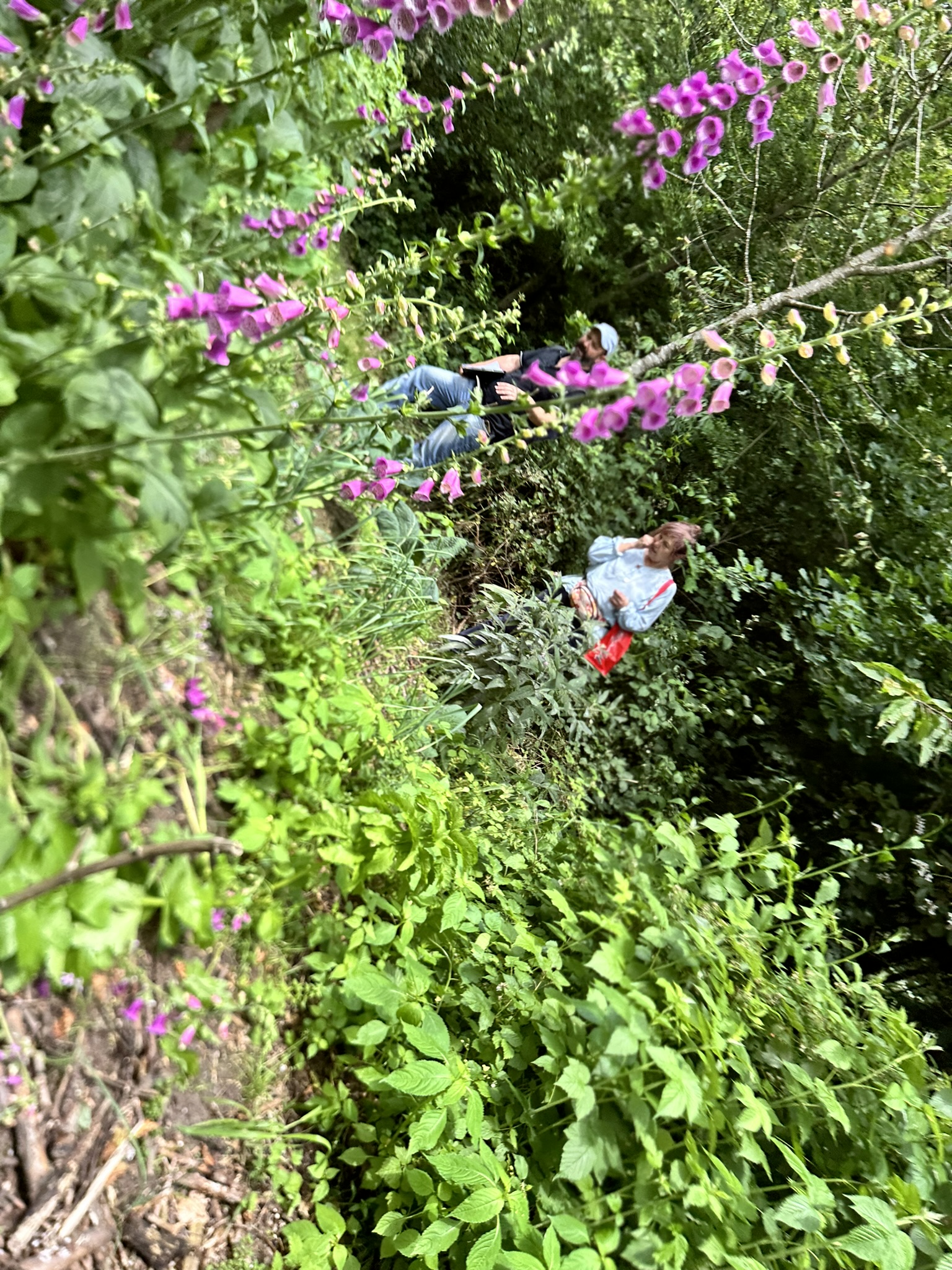 Aufnahme aus der Dokumentation «HAFL: Führung Wald- und Feldgarten…», Juni 2024, aufgenommen mit iPhone 14 Pro