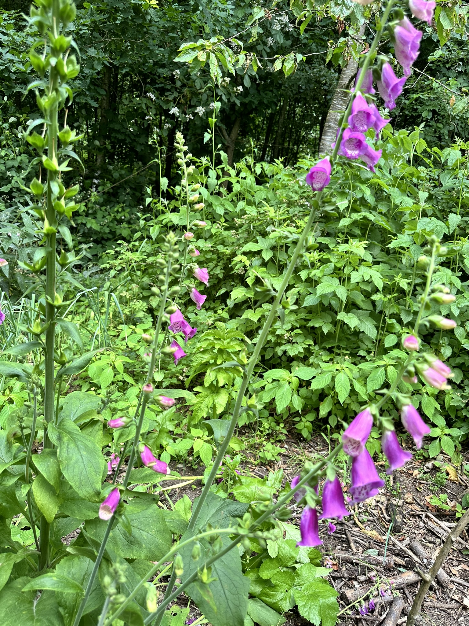 Aufnahme aus der Dokumentation «HAFL: Führung Wald- und Feldgarten…», Juni 2024, aufgenommen mit iPhone 14 Pro